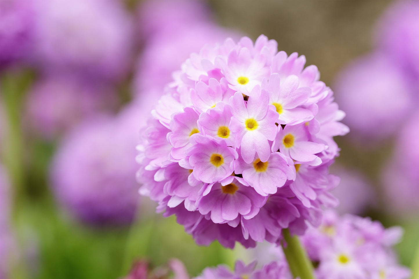 30 DRUMSTICK PRIMROSE MIX Primula Denticulata Mixed Colors Himalayan Moist Flower Seeds