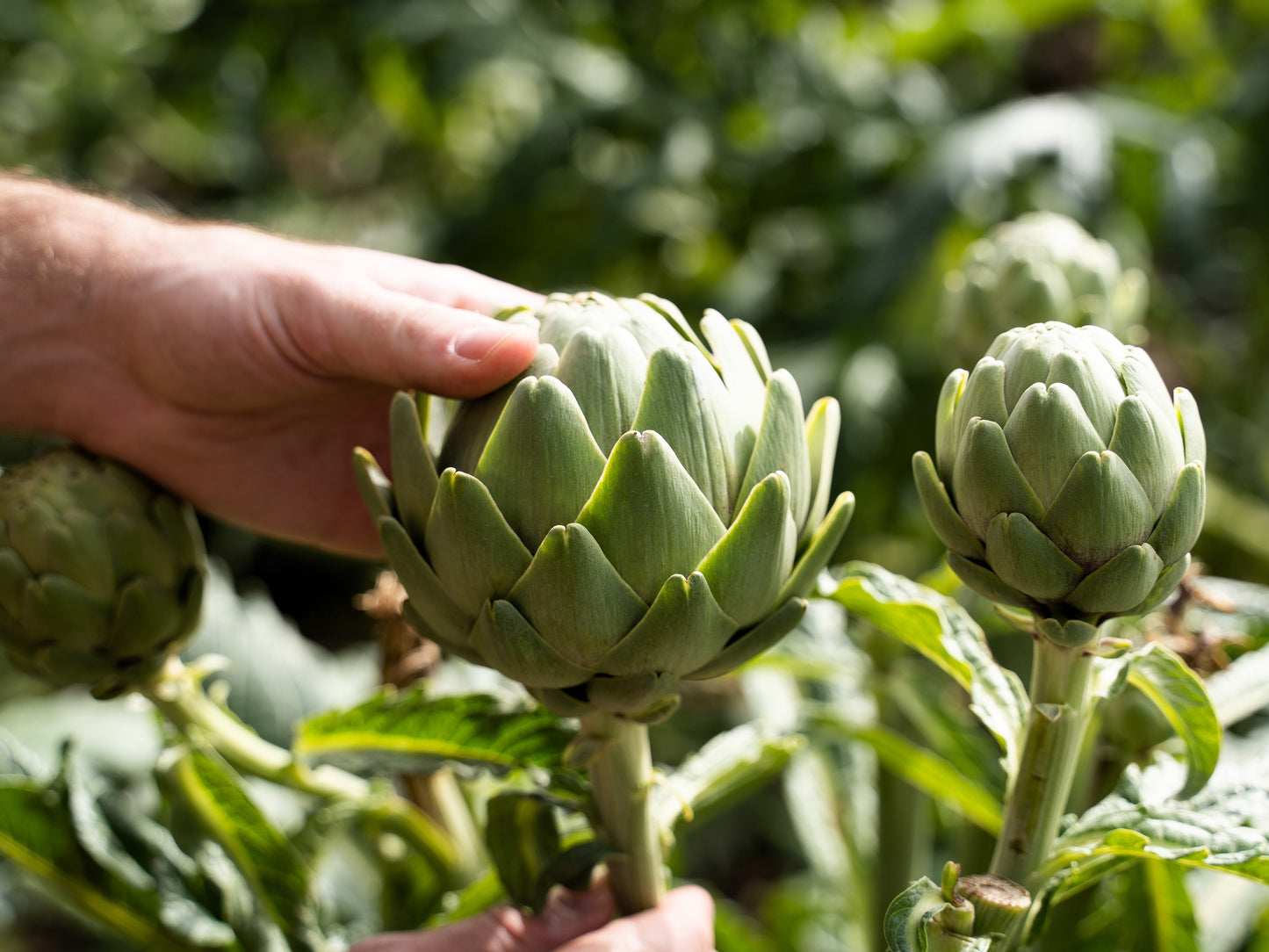 75 GREEN GLOBE ARTICHOKE Cynara Scolymus Vegetable Seeds