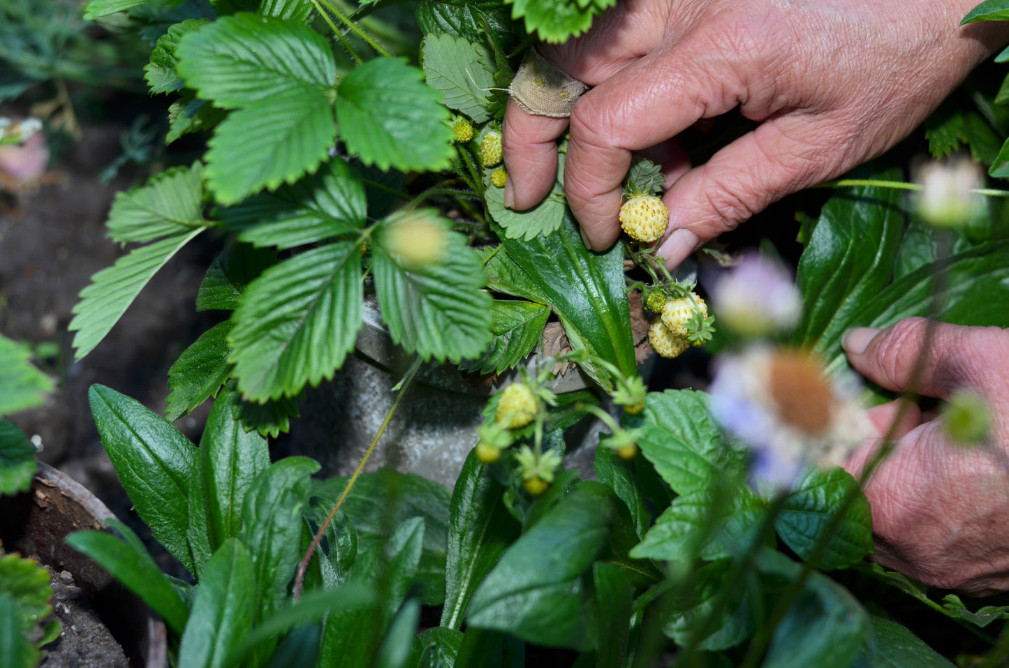20 ' PINEAPPLE CRUSH ' STRAWBERRY Everbearing Fragaria Vesca Alpine White Yellow Berry Seeds