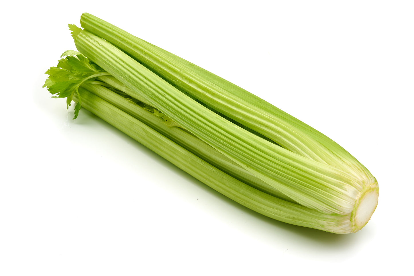 1000 TALL UTAH CELERY Apium Graveolens Dulce Vegetable Seeds