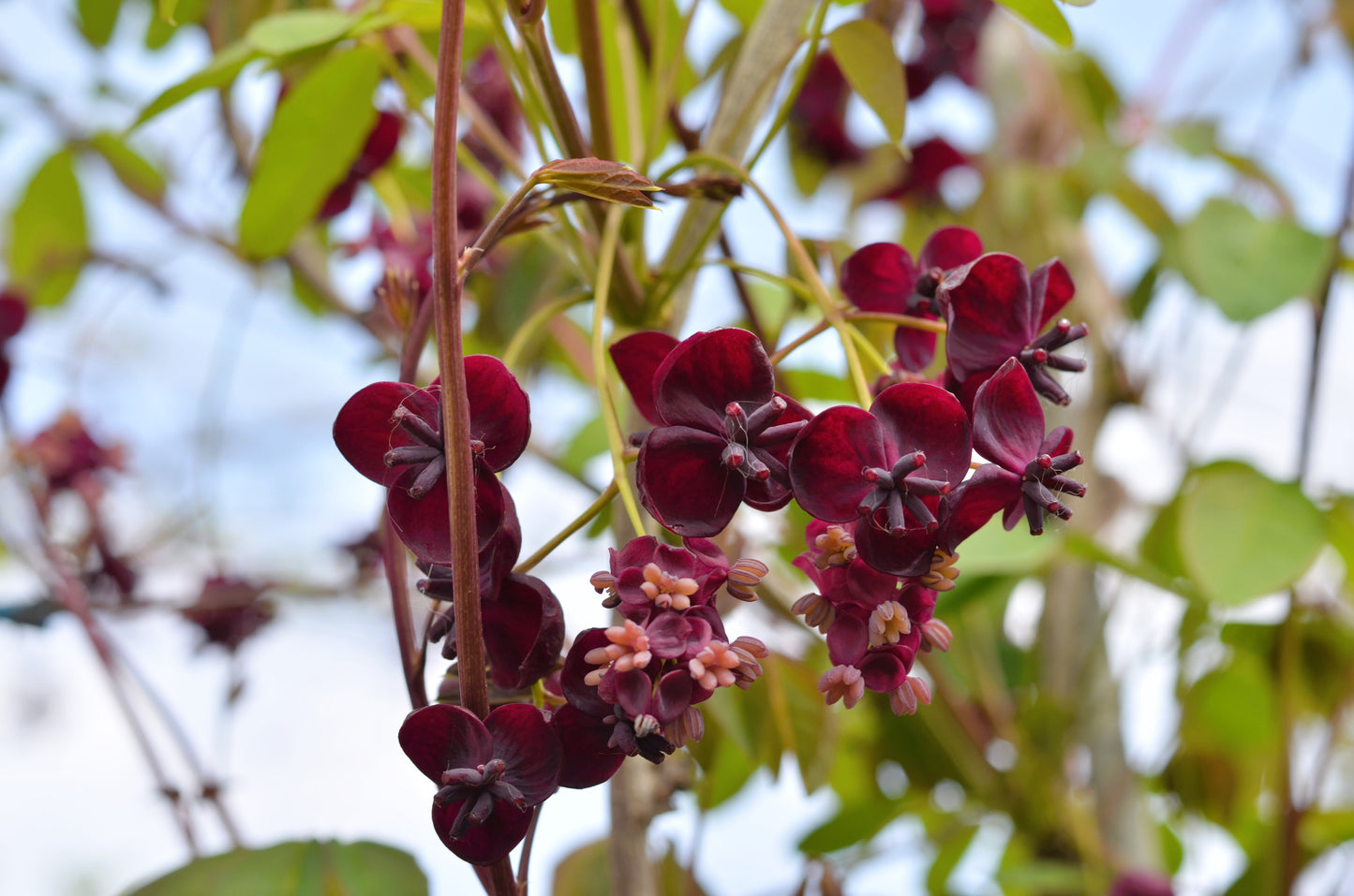 15 CHOCOLATE VINE Edible Fruit Akebia Trifoliata Flower Ornamental Climber Seeds