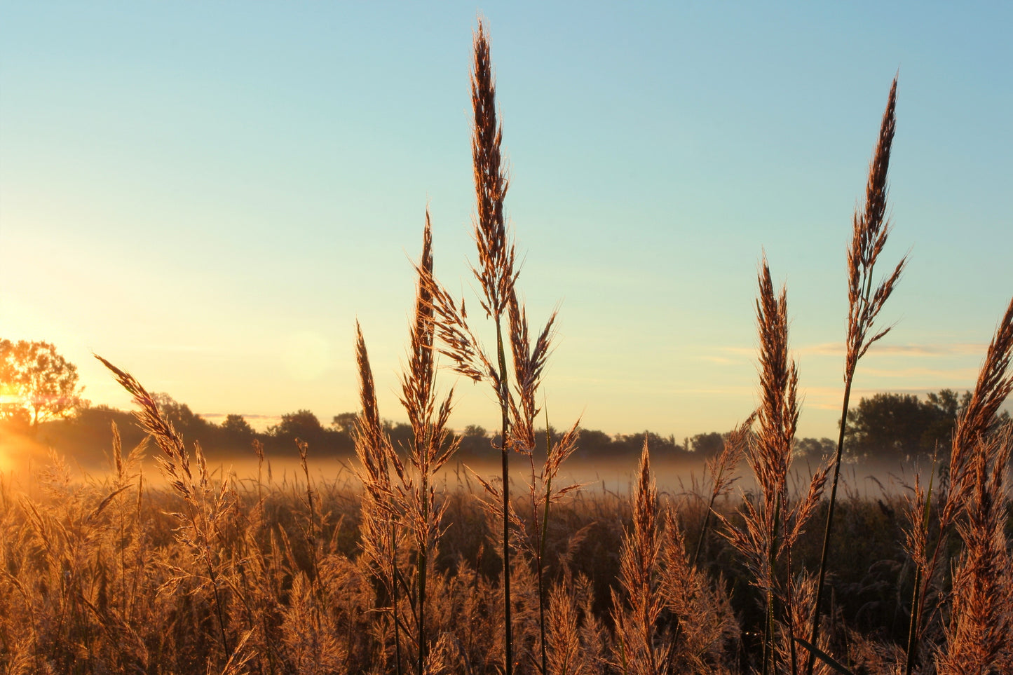 300 Ornamental BIG BLUESTEM GRASS Beardgrass Andropogon Gerardii Seeds