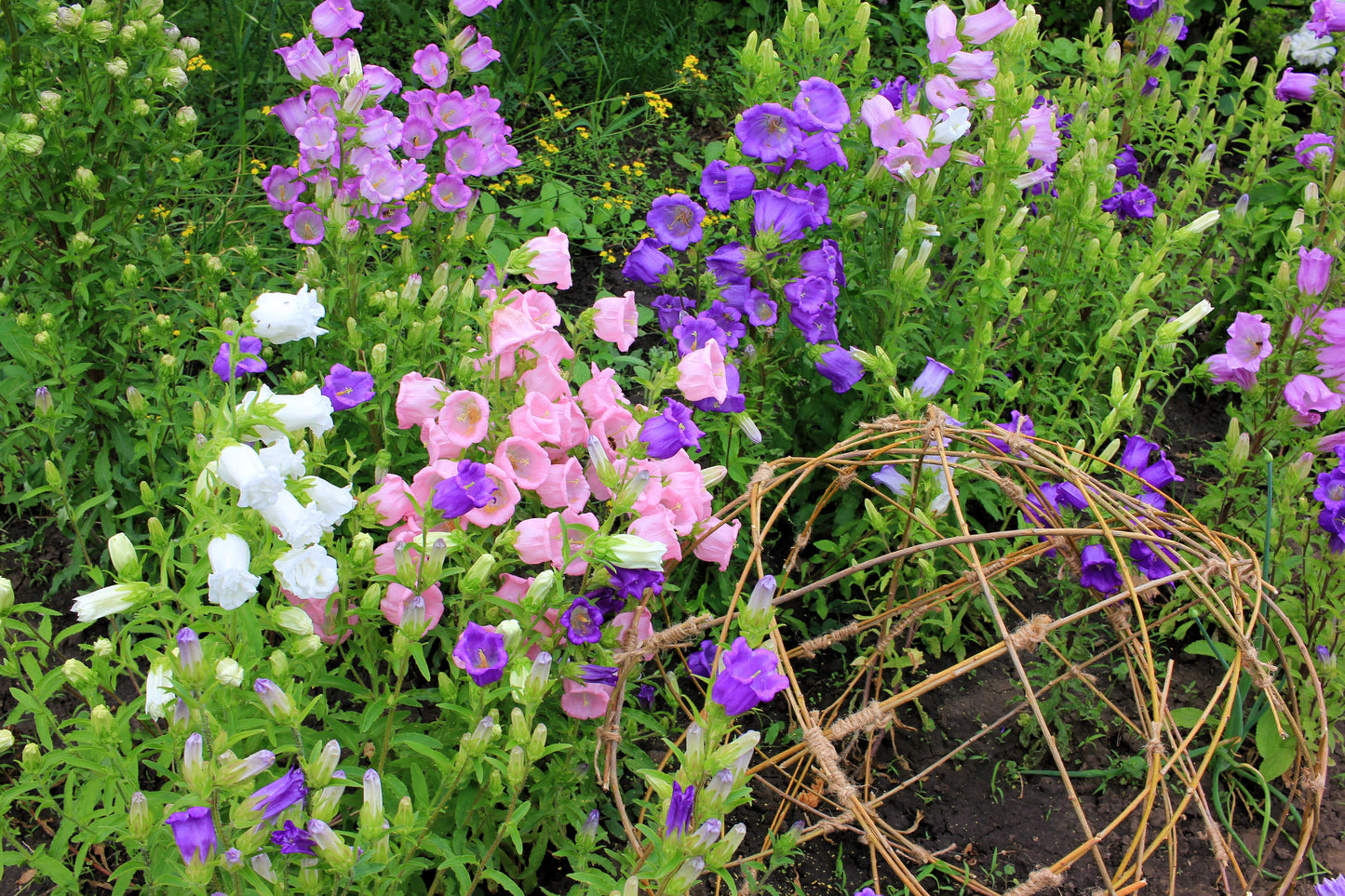 100 MIXED CANTERBURY BELLS - Crown Mix Campanula Medium Flower Seeds