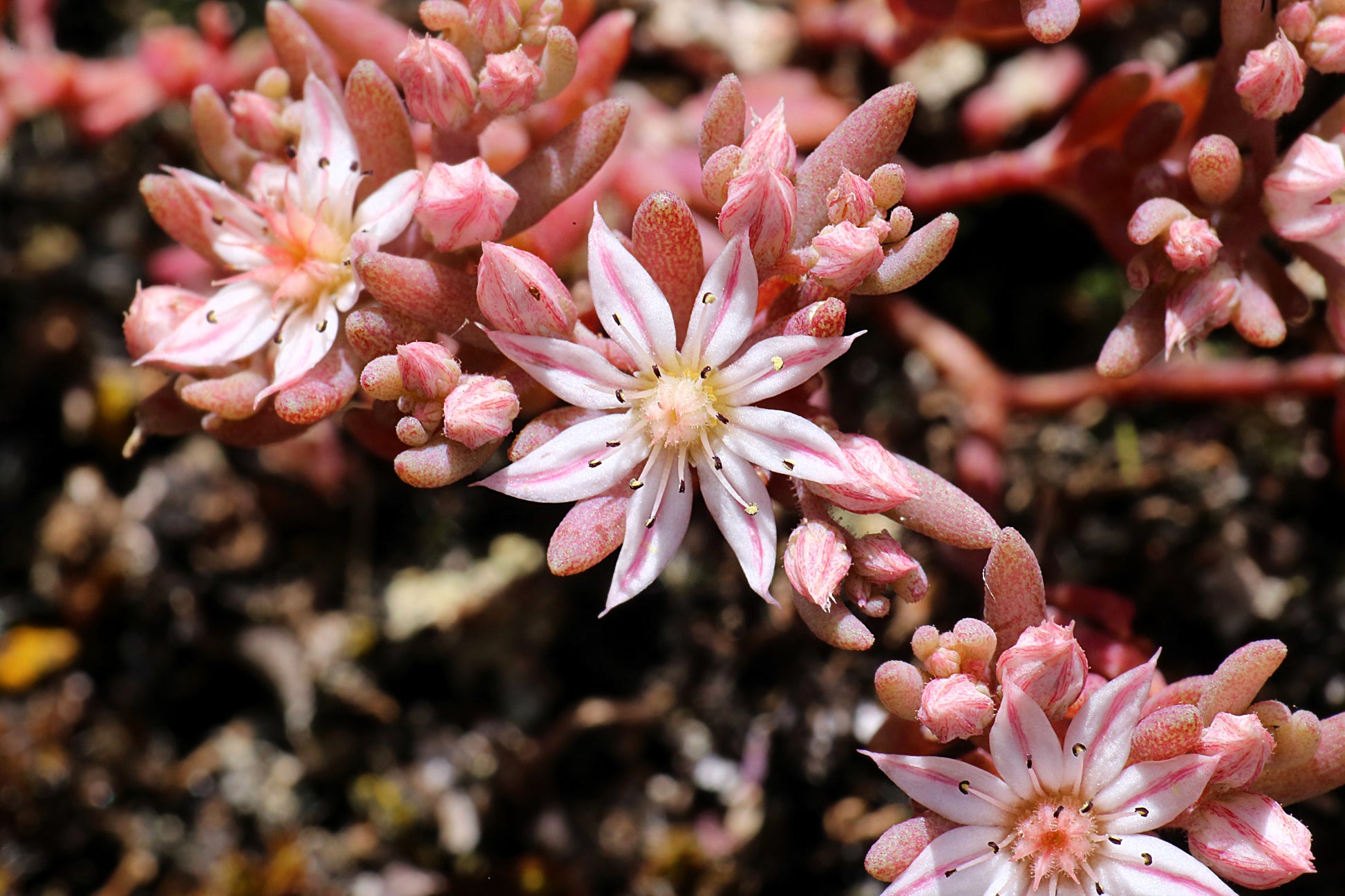 hispanicum succulent 25 Spanish STONECROP / SEDUM HISPANICUM Groundcover Flower Seeds
