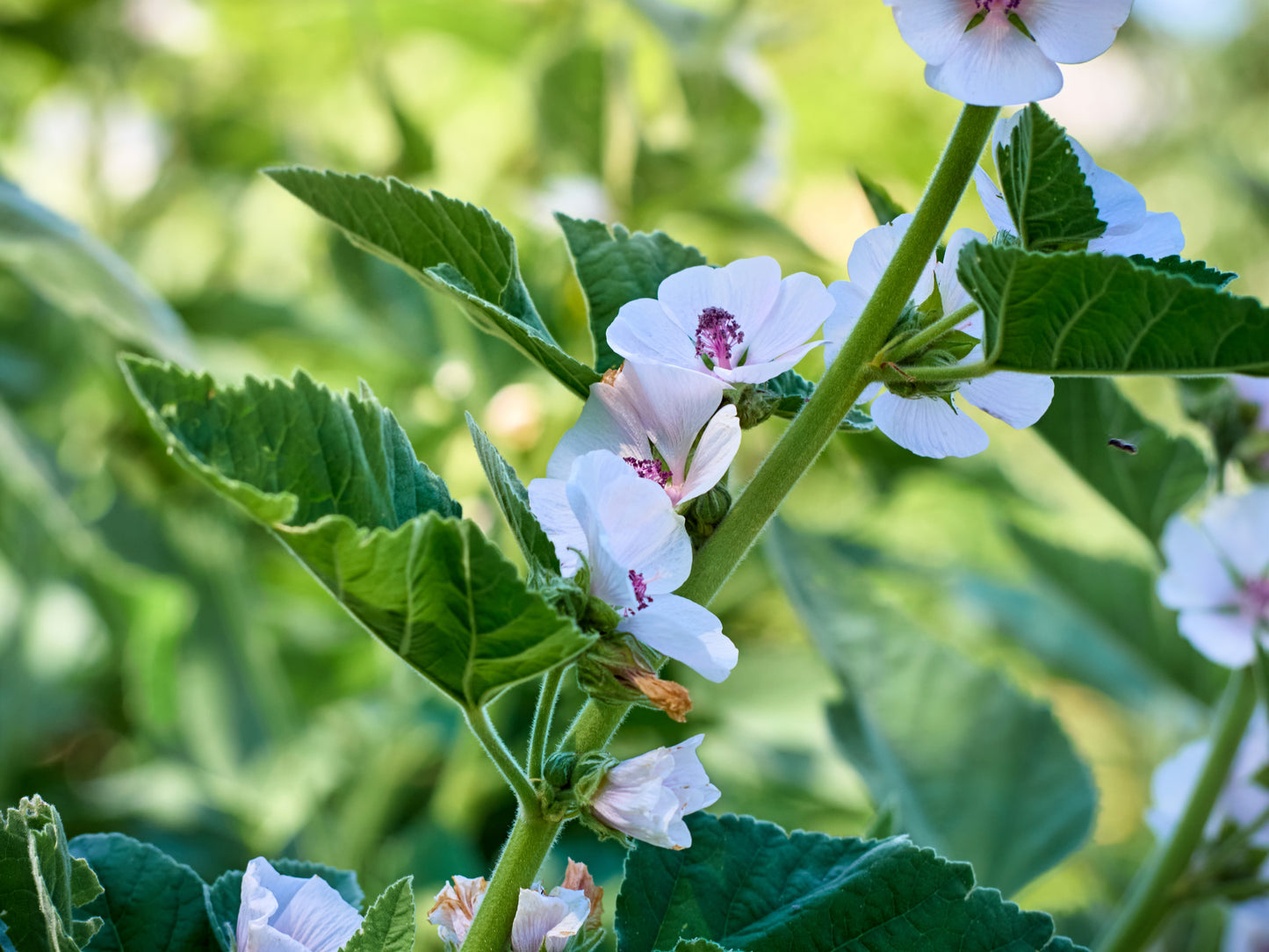 50 WHITE MARSH MALLOW Althaea Officinalis Flower Seeds