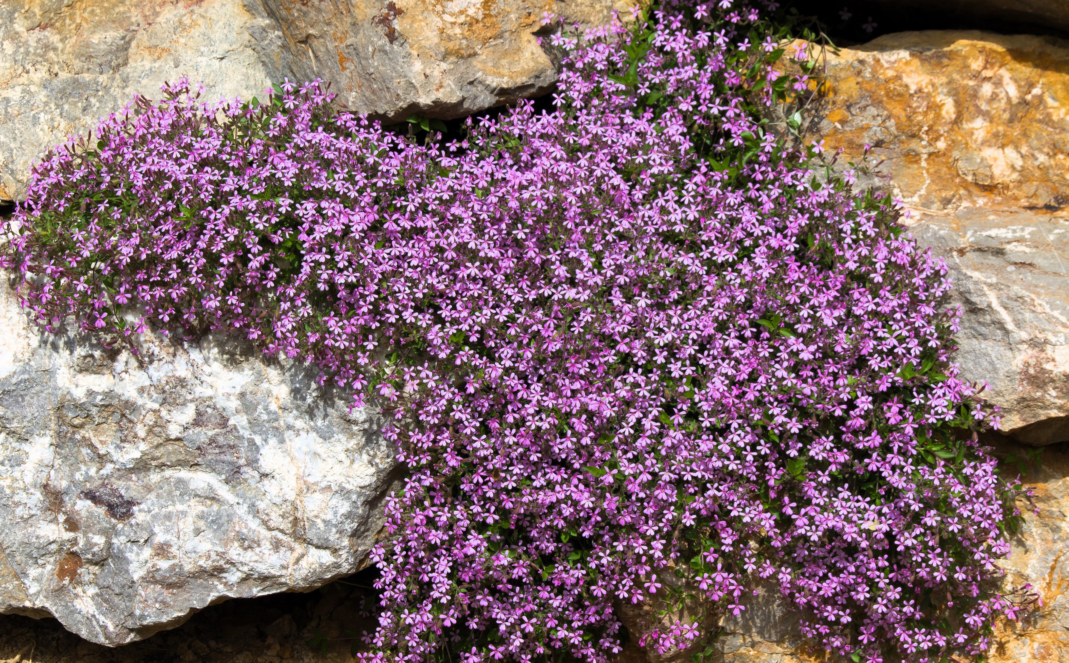 Seedville Rock Soapwort - Thumbnail 3