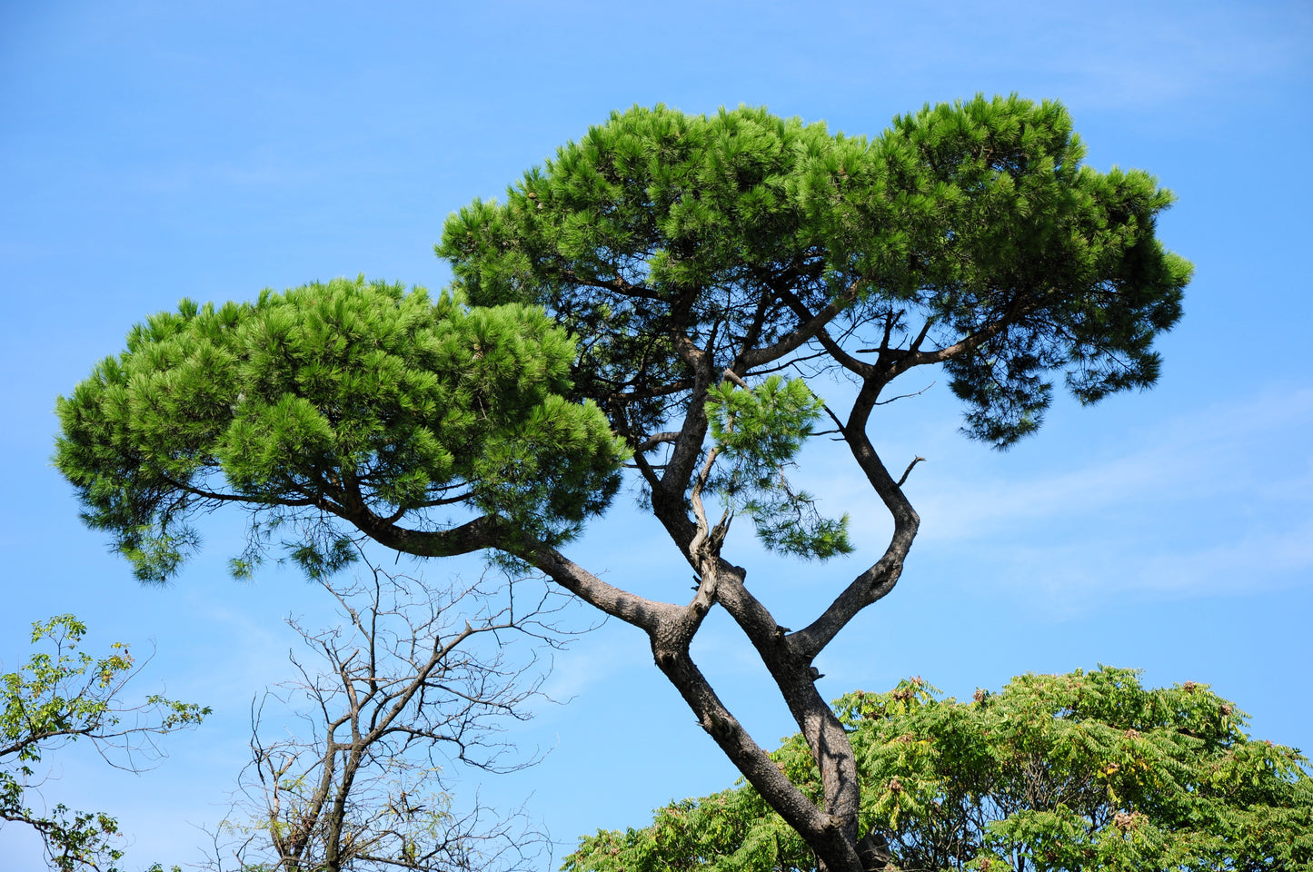 5 Pine Nut ITALIAN STONE PINE Pinus Pinea Umbrella Tree Seeds