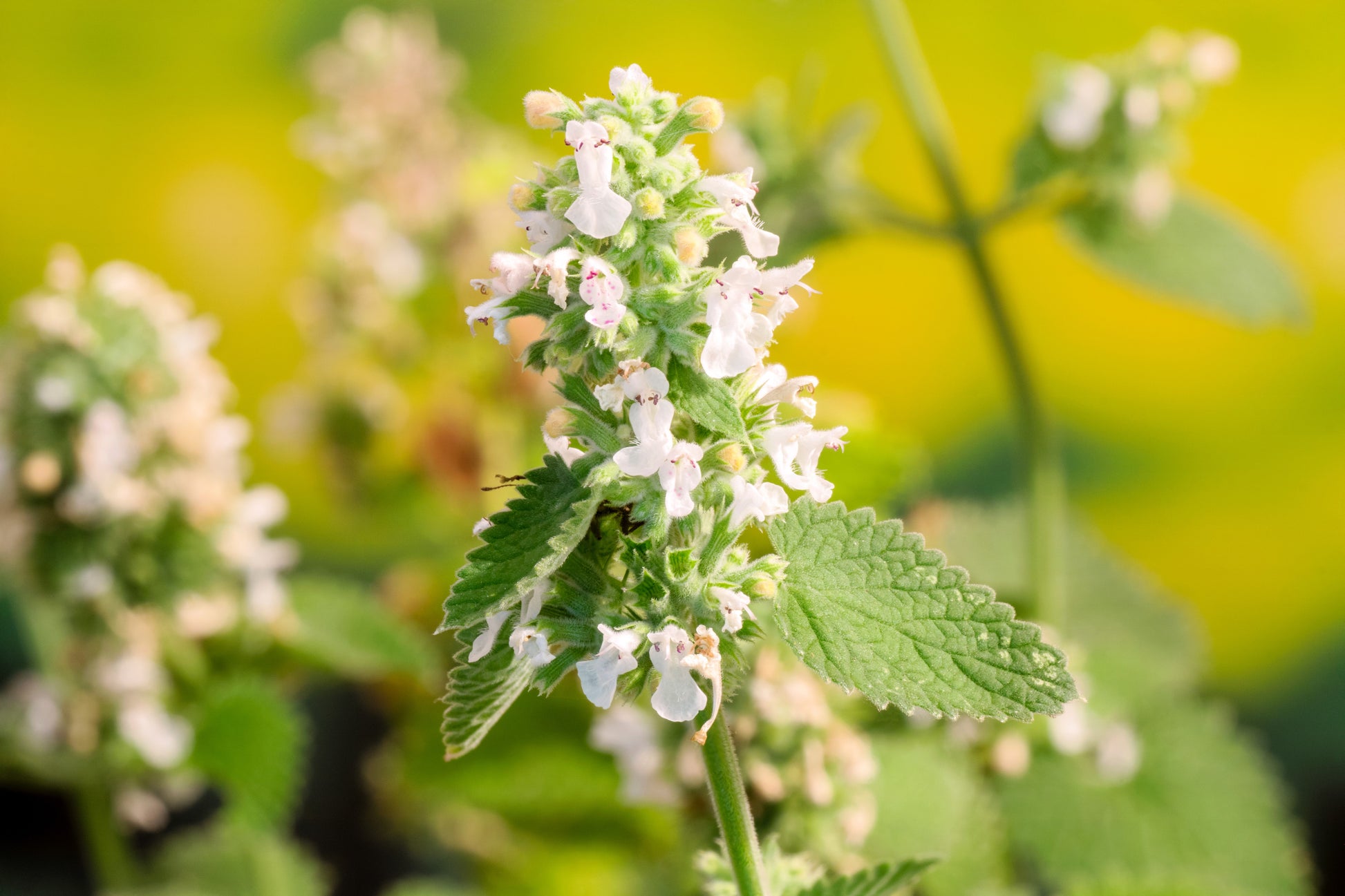 catnip plant seeds 1000 HEIRLOOM CATNIP Nepeta Cataria Herb Flower Seeds – Seedville USA