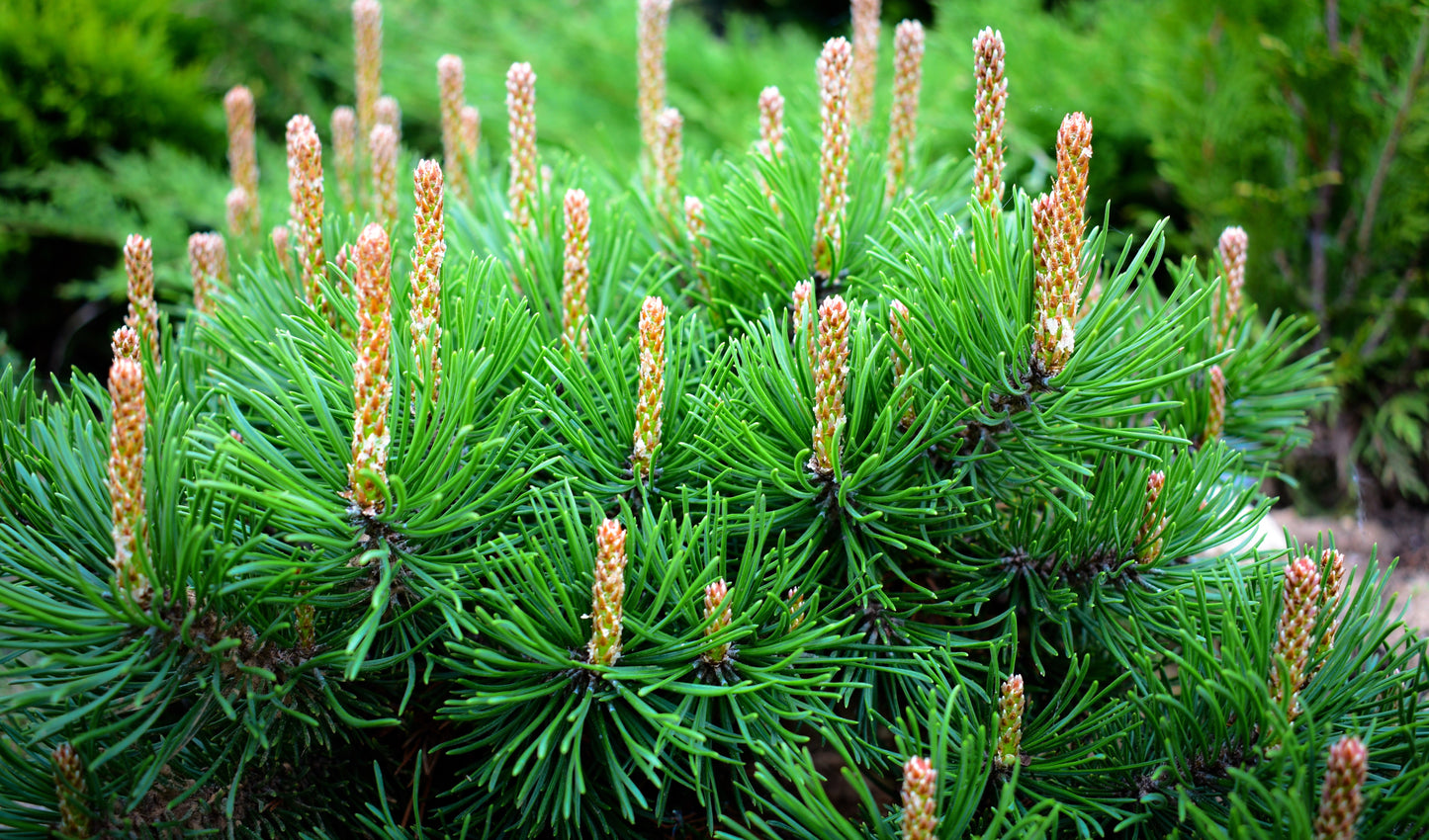 25 MUGO PINE Dwarf Evergreen Pinus Pumilio Shrub Seeds