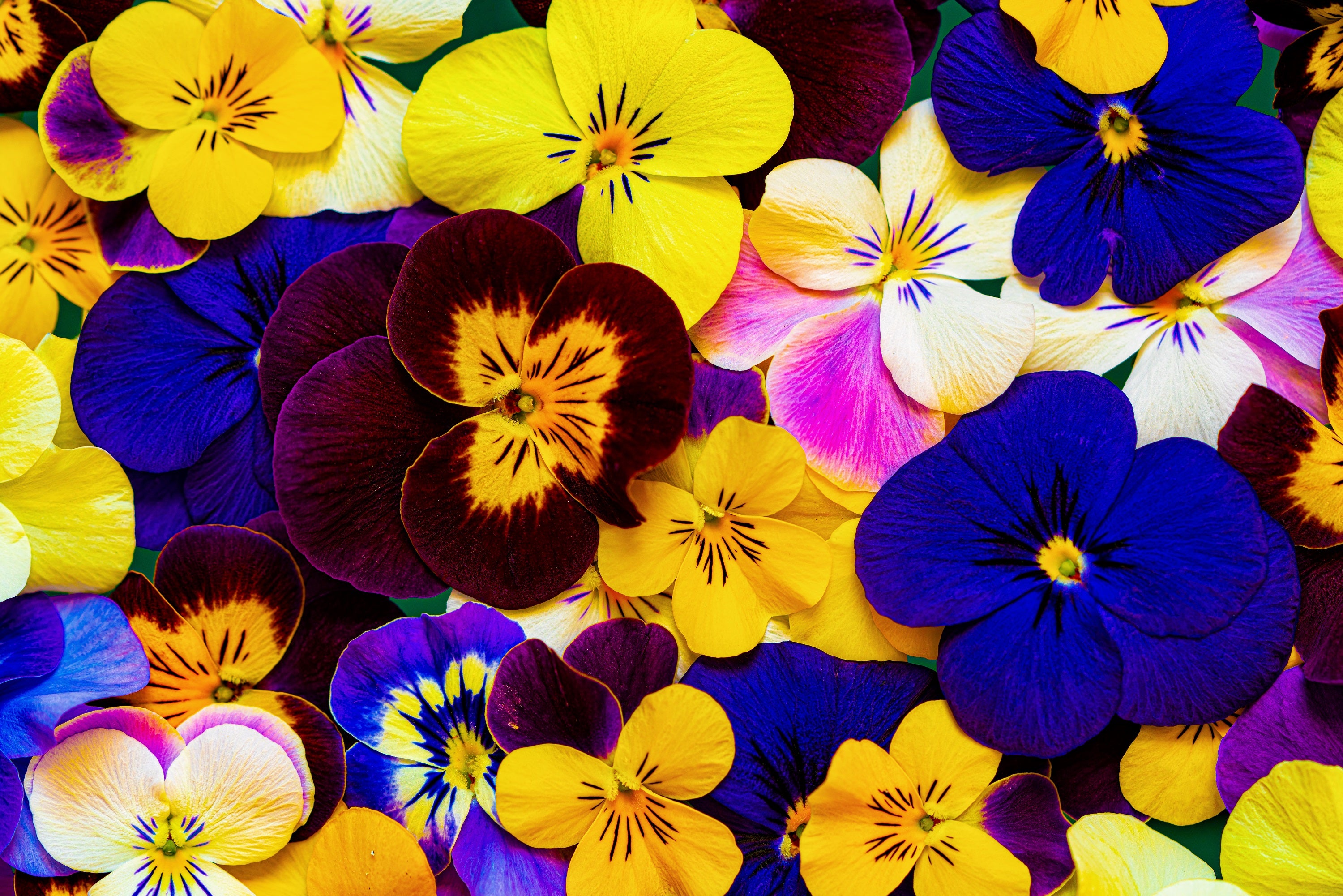 Seedville Swiss Giant Pansy Seeds - Thumbnail 2