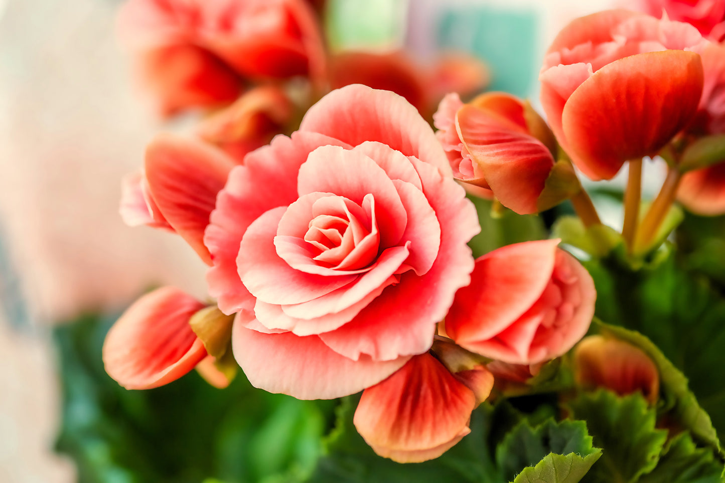 10 SALMON DOUBLE BEGONIA Tuberosa Tuberous Begonia Pink Shade Flower Seeds