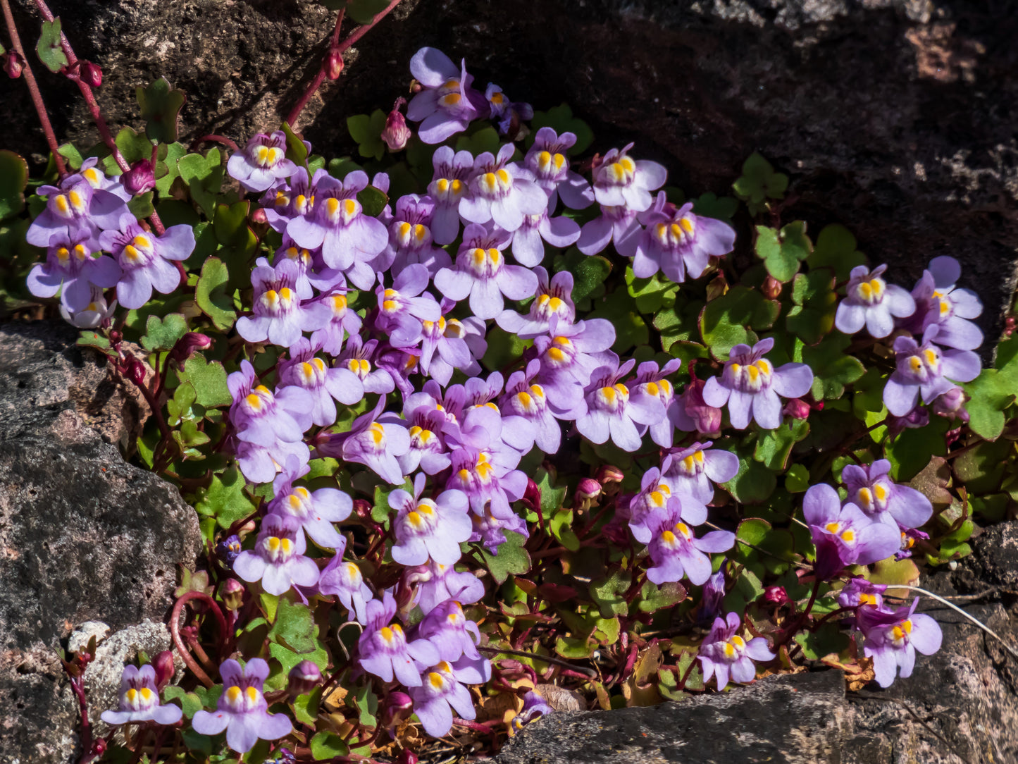 100 KENILWORTH IVY (Ivy-Leaved Toadflax) Cymbalaria Muralis Vine Flower Seeds