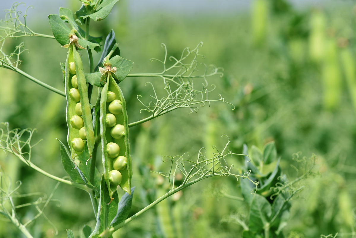 50 Early FROSTY GARDEN PEA English Shelling Pisum Sativum Vegetable Seeds