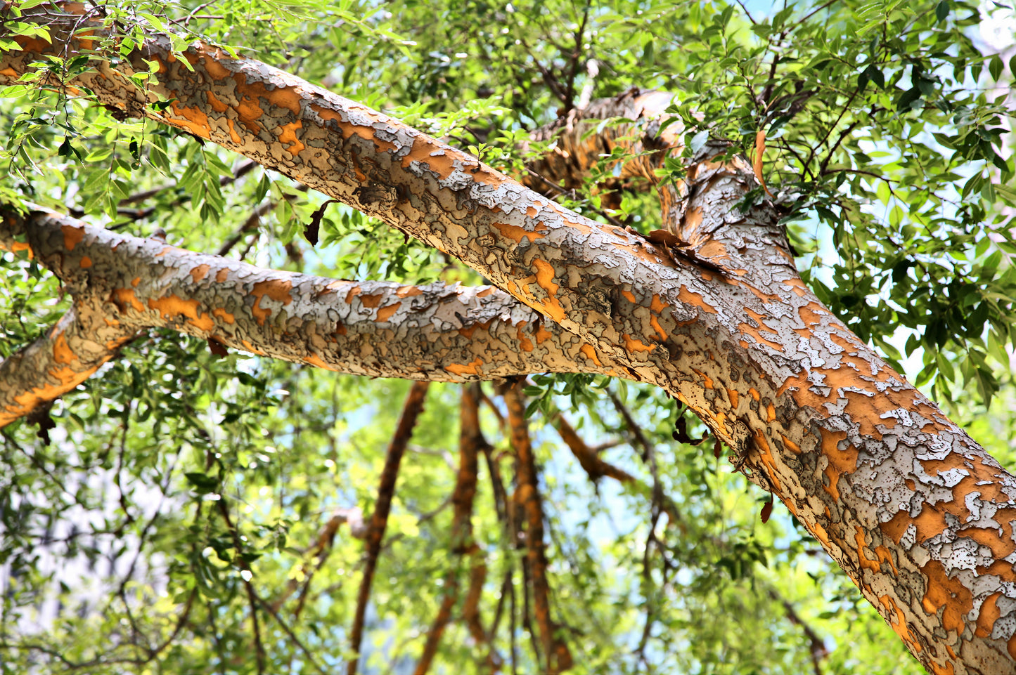 50 CHINESE ELM TREE (Lacebark) Ulmus Parvifolia Seeds