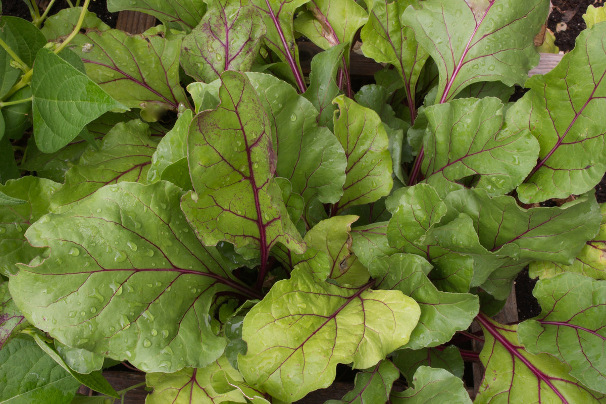 250 EARLY WONDER BEET Beta Vulgaris Vegetable Seeds