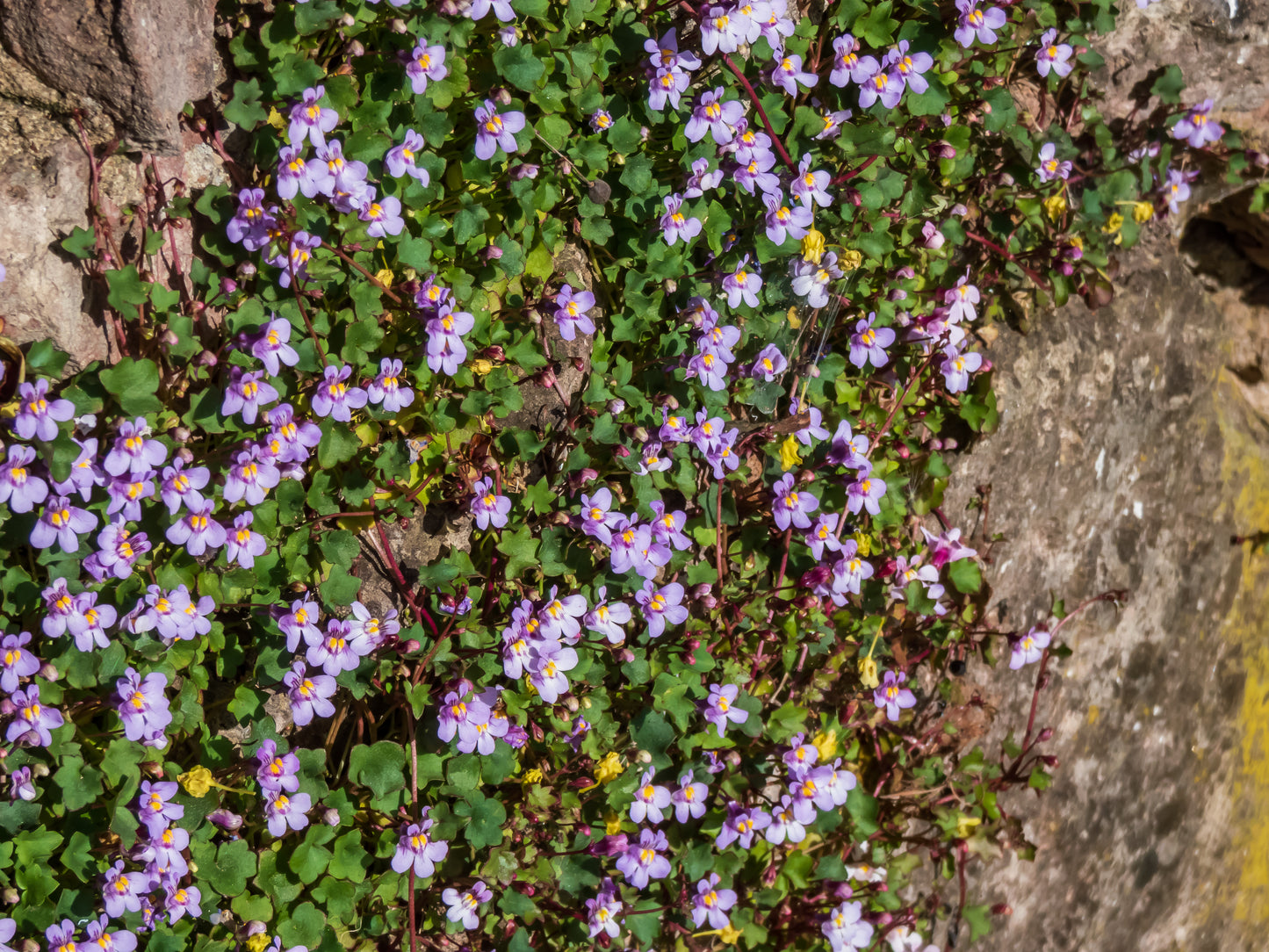 100 KENILWORTH IVY (Ivy-Leaved Toadflax) Cymbalaria Muralis Vine Flower Seeds