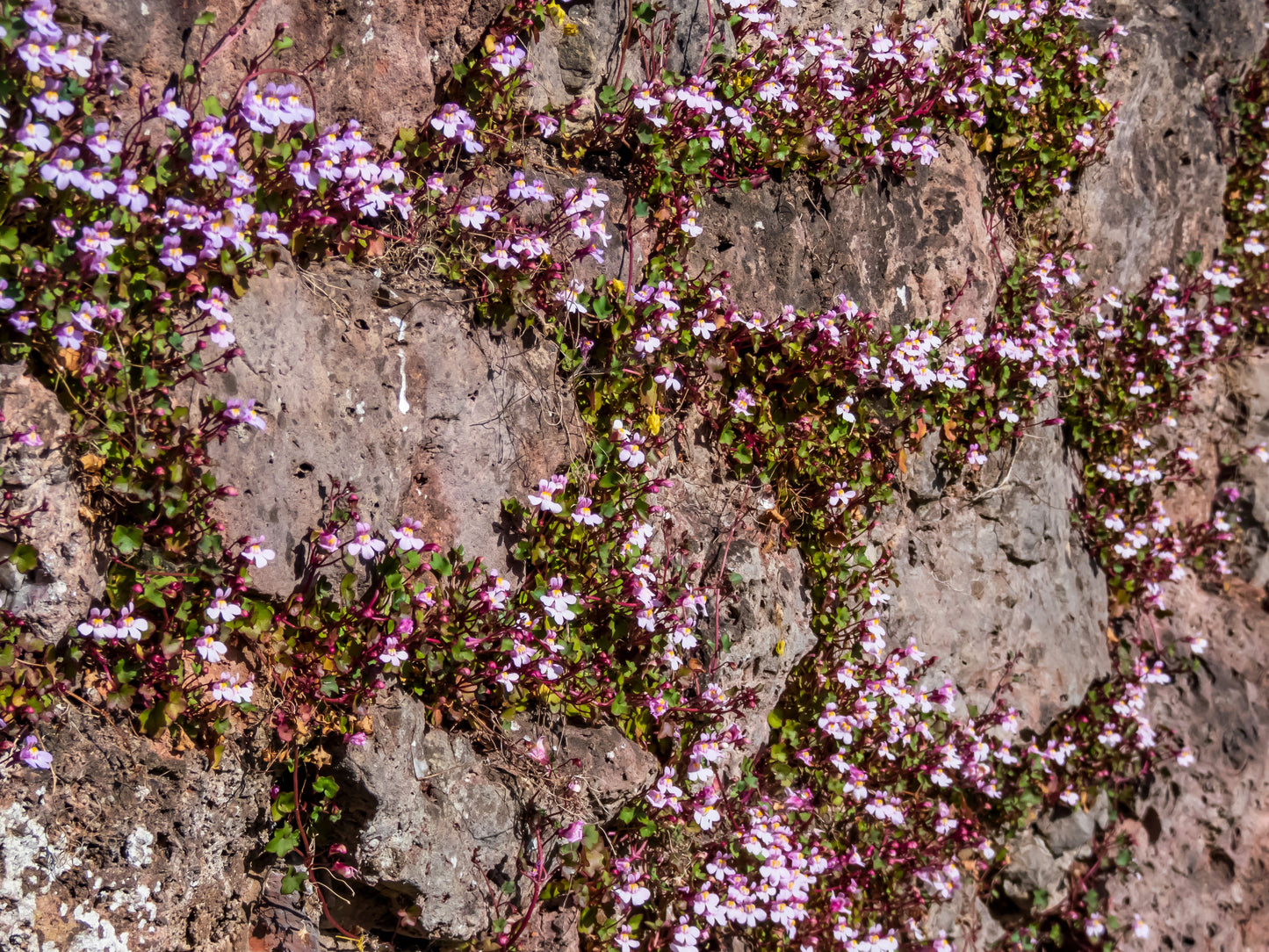 100 KENILWORTH IVY (Ivy-Leaved Toadflax) Cymbalaria Muralis Vine Flower Seeds