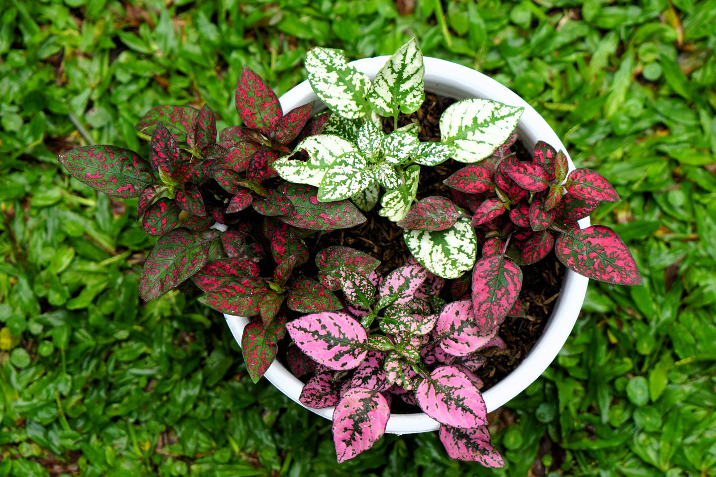 10 Dwarf Mixed Colors POLKA DOT PLANT Red Pink White Rose Splash Select Hypoestes Phyllostachya Flower Houseplant Seeds
