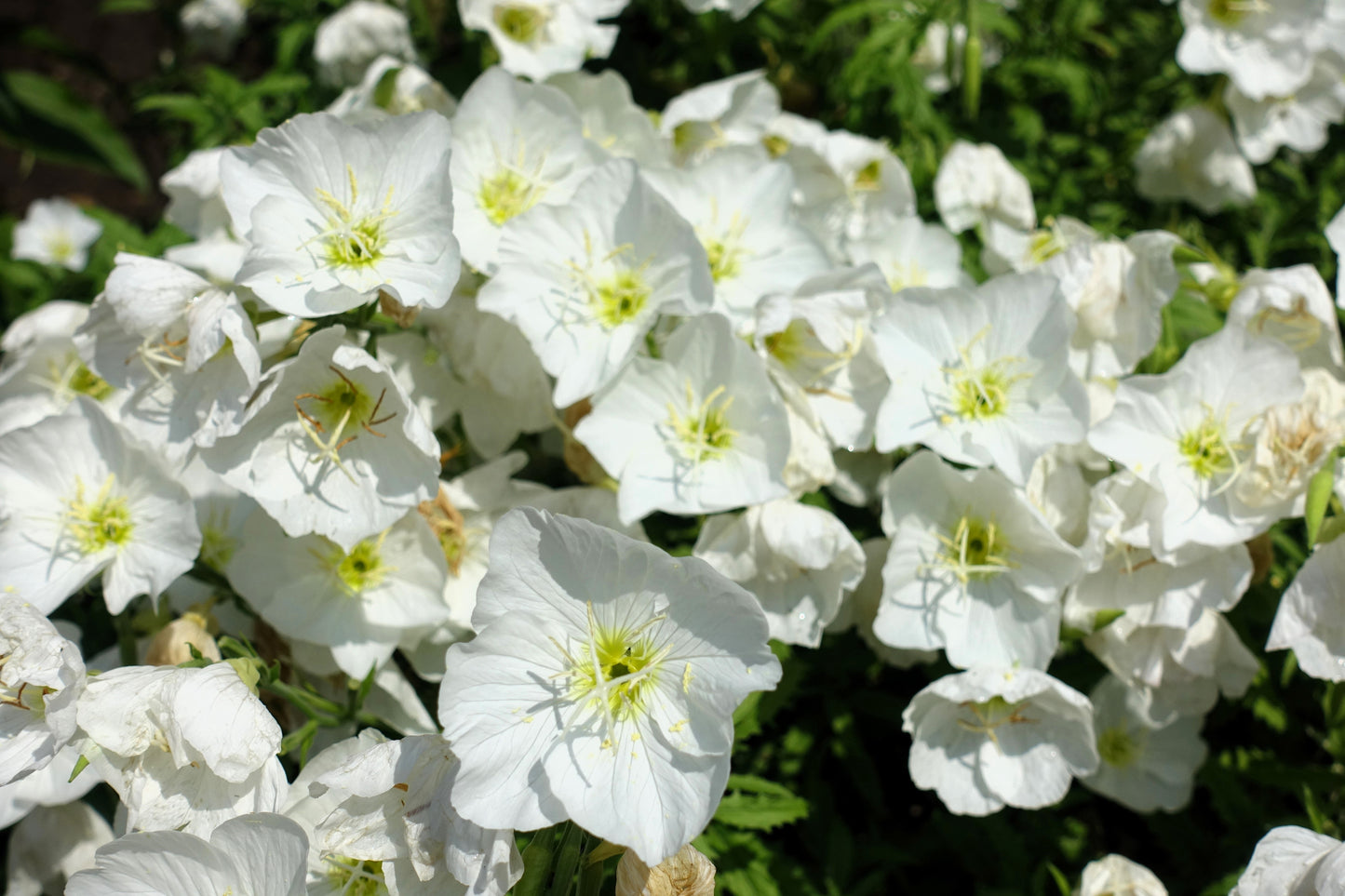 sundrop flower seeds 250 WHITE Pale EVENING PRIMROSE (White Buttercup / Sundrops) Oenothera Pallida Flower Seeds