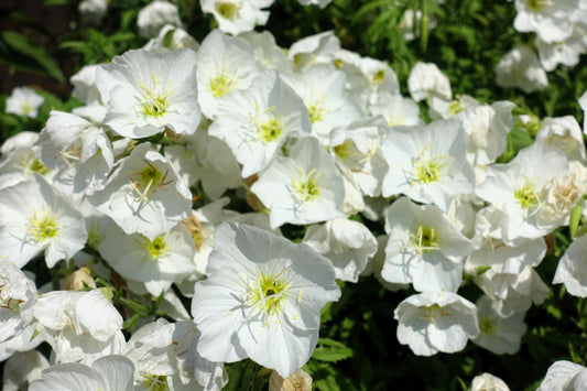 250 WHITE Pale EVENING PRIMROSE (White Buttercup / Sundrops) Oenothera Pallida Flower Seeds