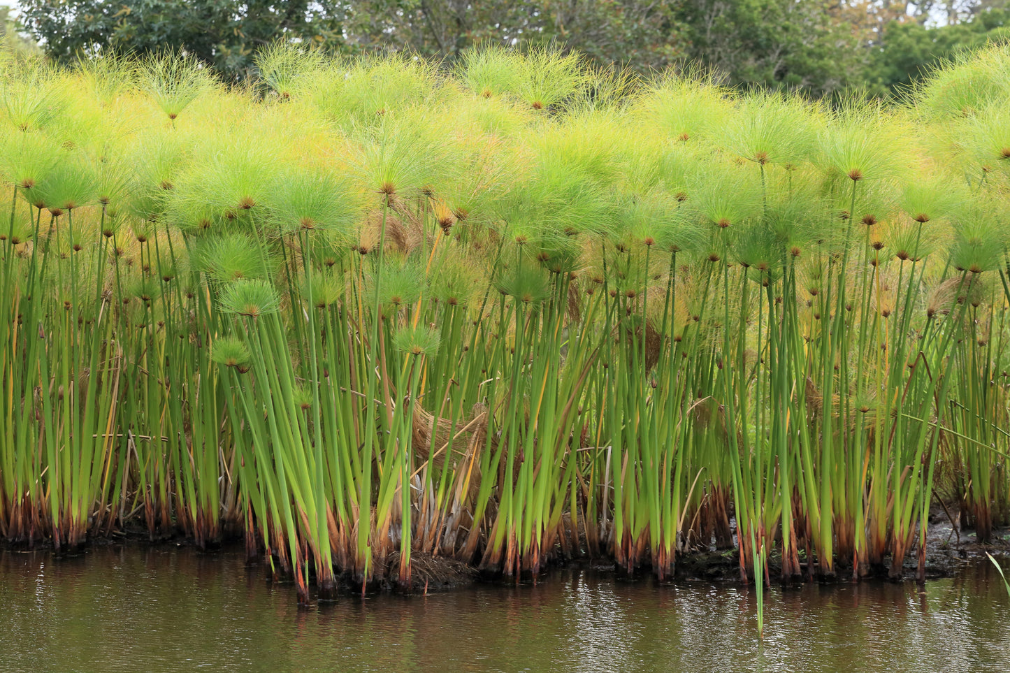 20 Cyperus PAPYRUS Paper Reed Water Plant Egyptian Nile Grass Yellow Flower Seeds