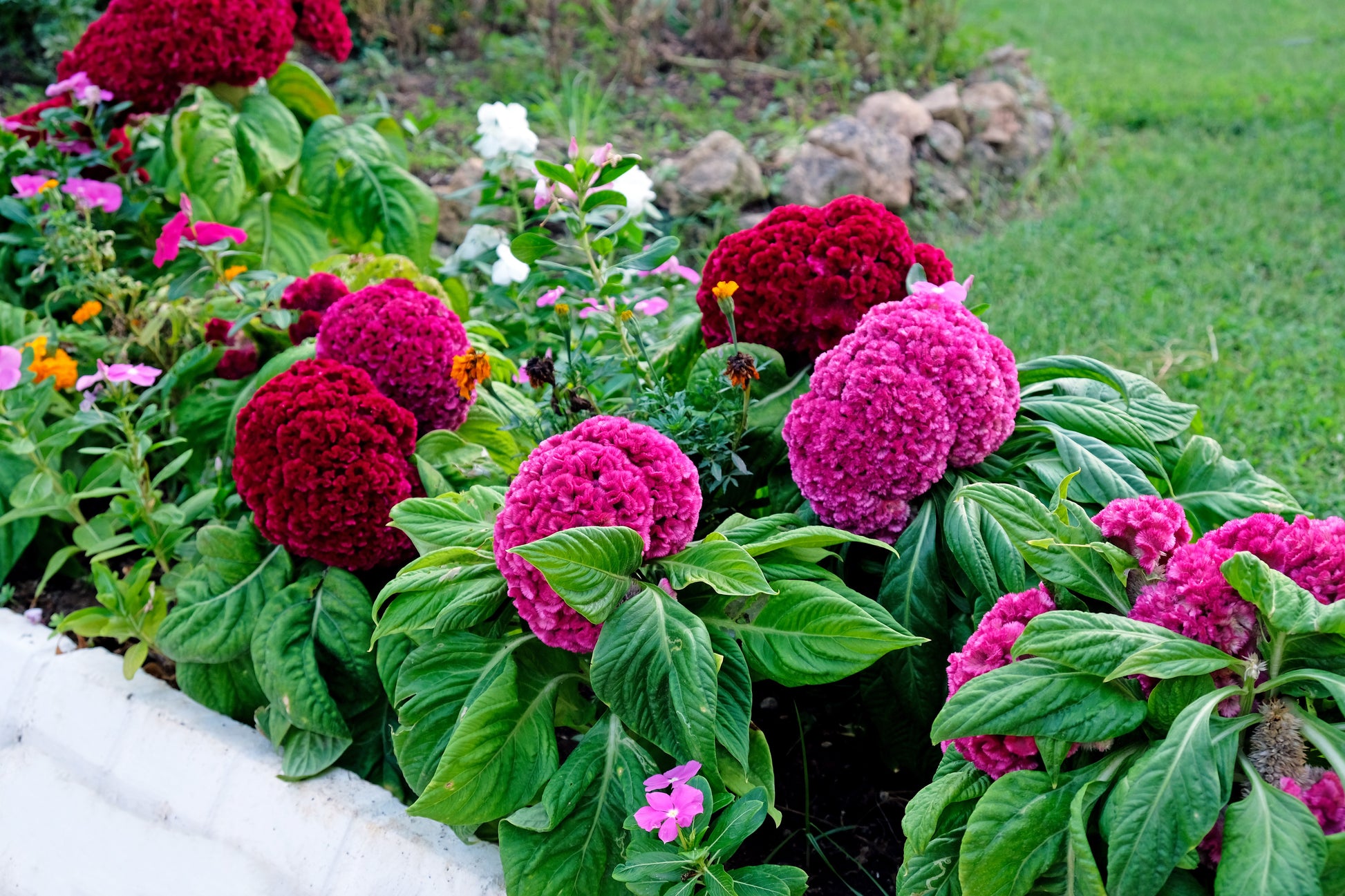 coral gardens mix cockscomb celosia flower jocad 100 seeds 100 CORAL GARDENS Mix CELOSIA Cockscomb Celosia Argentea Cristata Flower Seeds