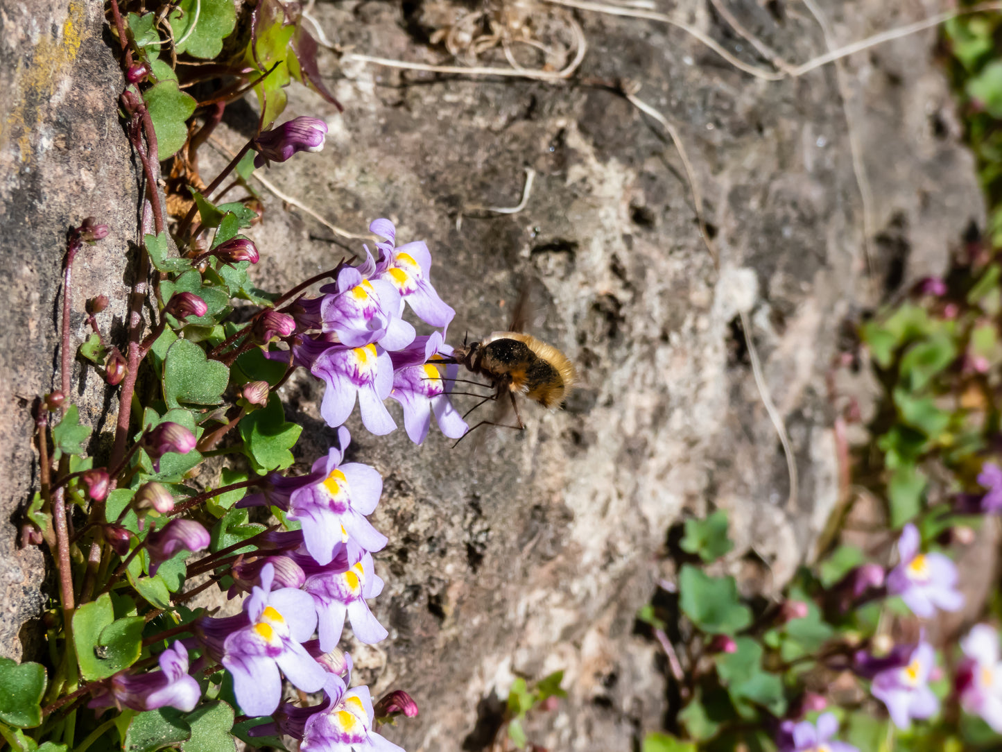 100 KENILWORTH IVY (Ivy-Leaved Toadflax) Cymbalaria Muralis Vine Flower Seeds