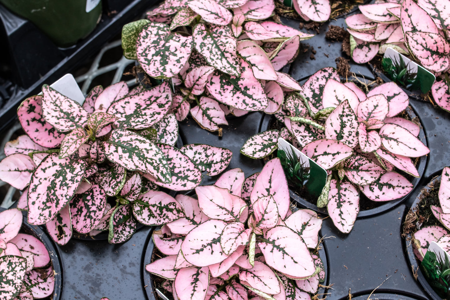 10 Dwarf PINK POLKA DOT PLANT Splash Select Hypoestes Phyllostachya Flower Houseplant Seeds