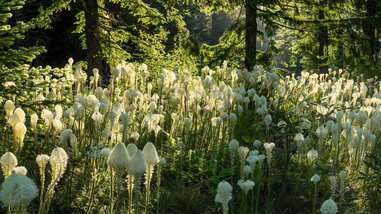 100 BEAR GRASS aka Bear LILY Beargrass Ornamental Xerophyllum Tenax Flower Seeds