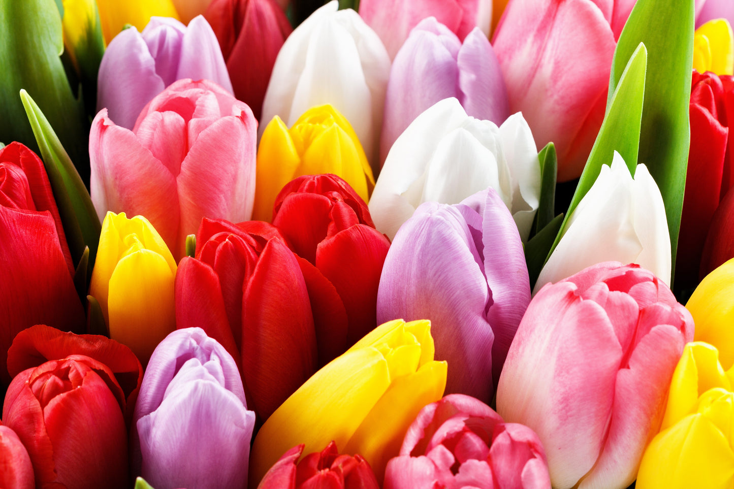 10 MIXED COLORS TULIP spp. Spring Flower Seeds