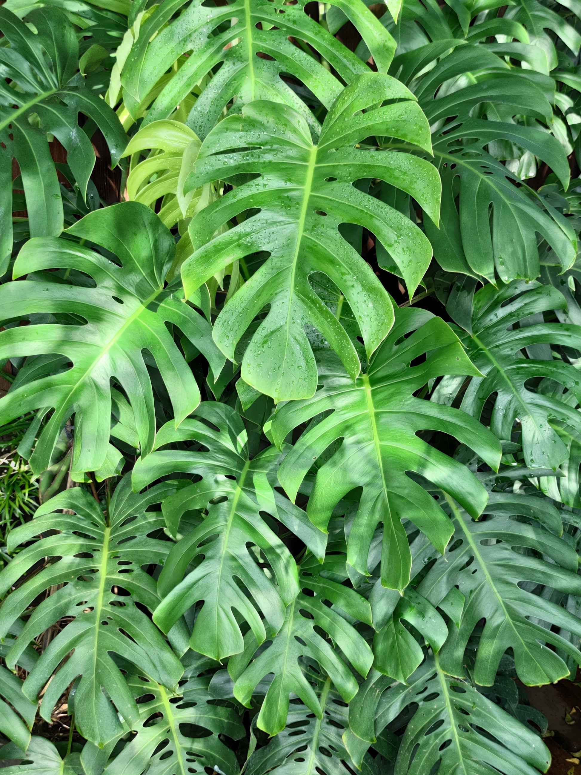 swiss cheese plant pictures 5 Organic SPLIT LEAF PHILODENDRON Monstera Deliciosa Swiss Cheese Plan – Seedville USA
