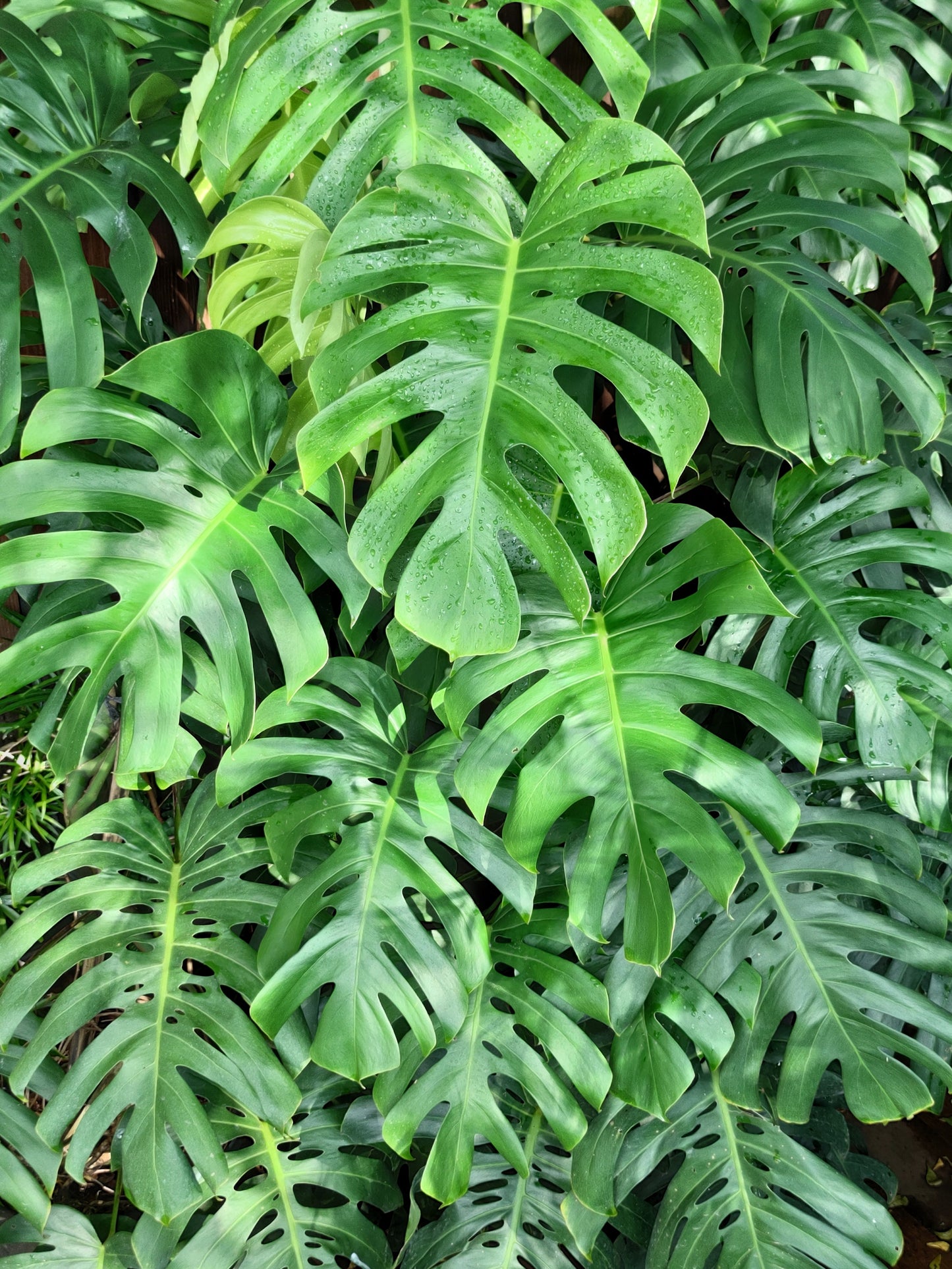 5 Organic SPLIT LEAF PHILODENDRON Monstera Deliciosa Swiss Cheese Plant Vine Seeds