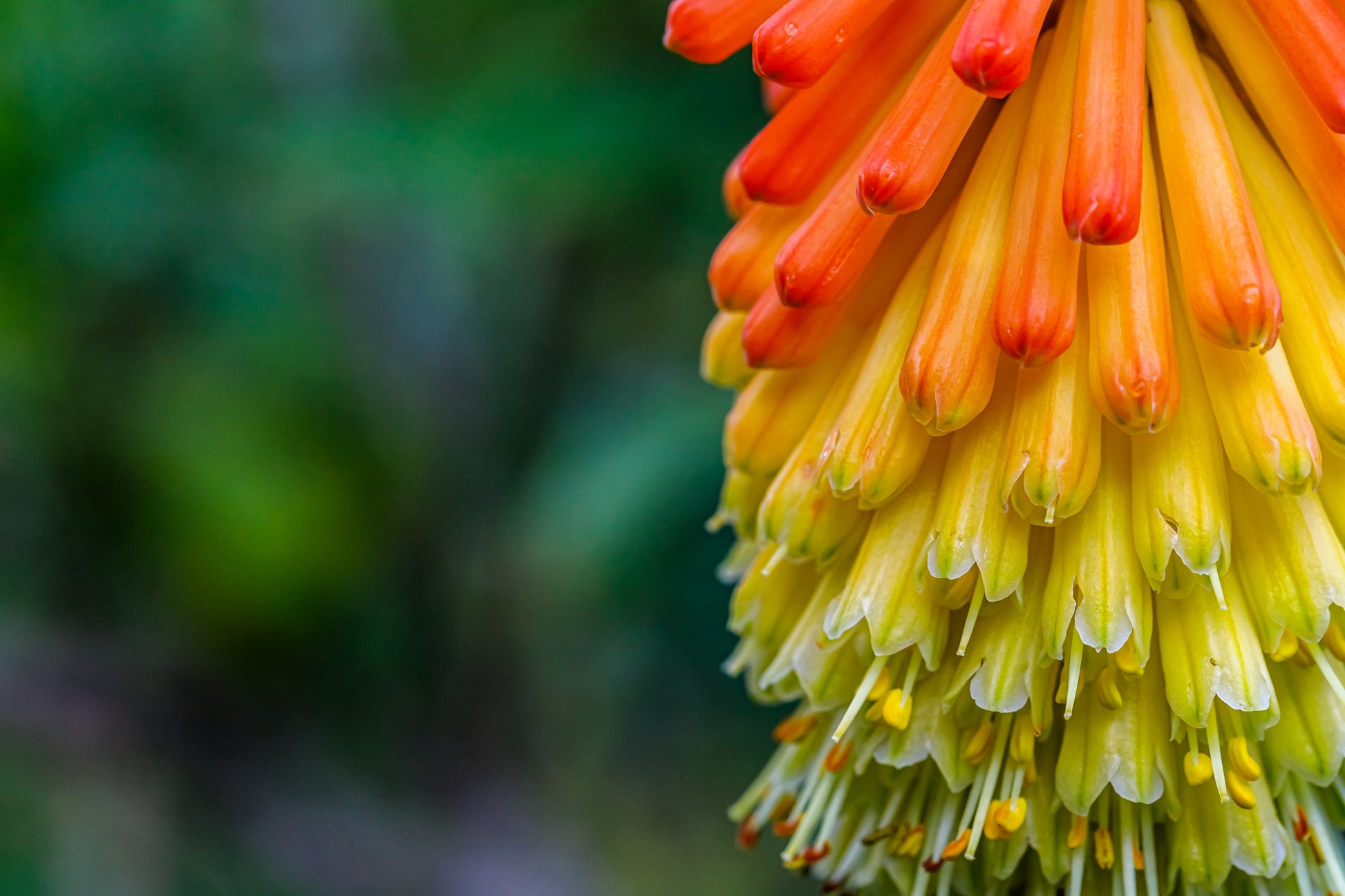 red hot poker flower seeds 50 TORCH LILY Red Hot Poker / Tritoma / Kniphofia Uvaria Flower Seeds – Seedville USA
