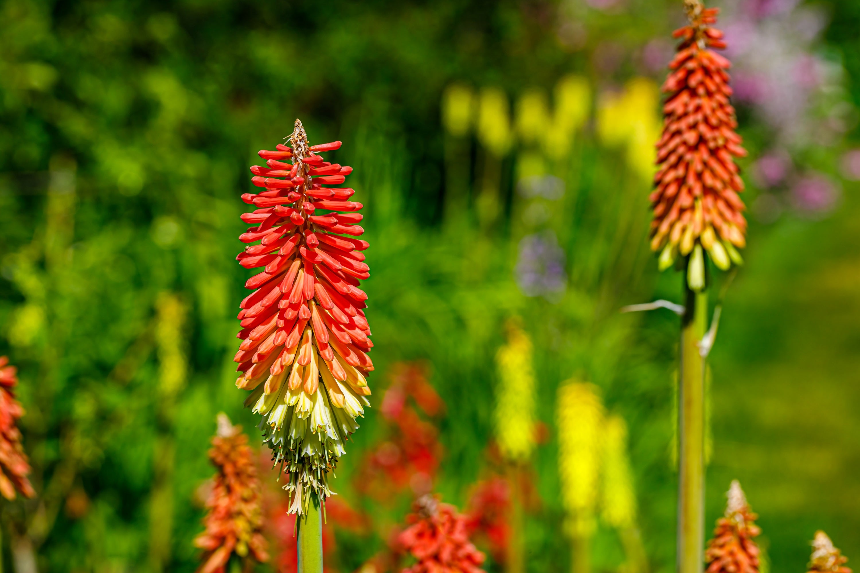 50 TORCH LILY Red Hot Poker / Tritoma / Kniphofia Uvaria Flower