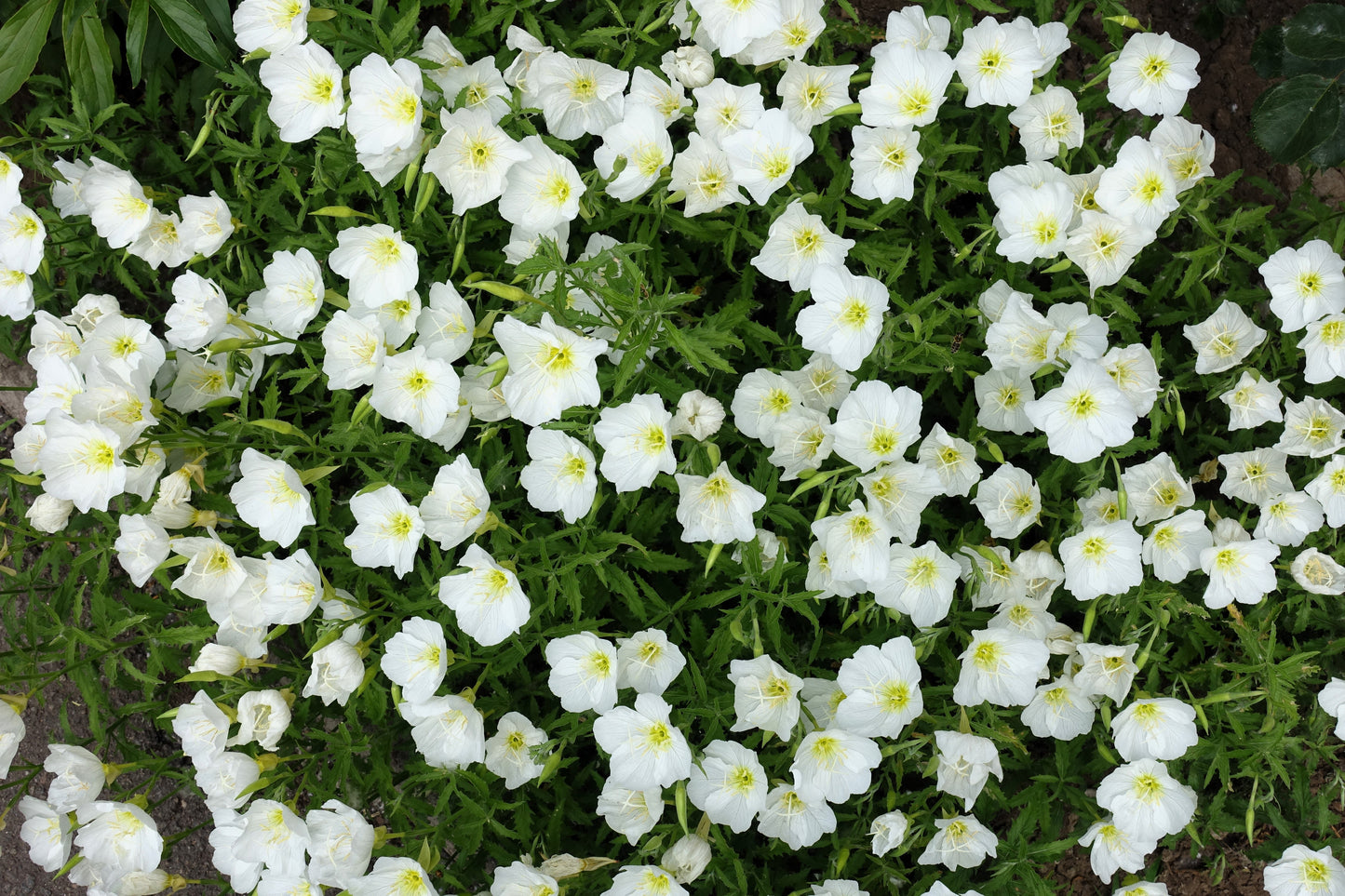 250 WHITE Pale EVENING PRIMROSE (White Buttercup / Sundrops) Oenothera Pallida Flower Seeds