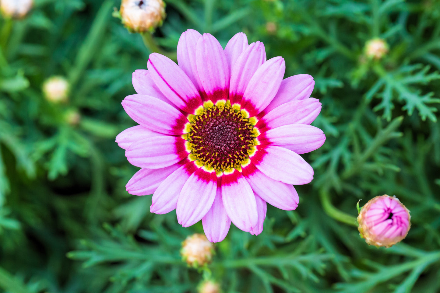 250 TRICOLOR PAINTED DAISY (Pyrenthrum Daisy) Chrysanthemum Carinatum Flower Seeds