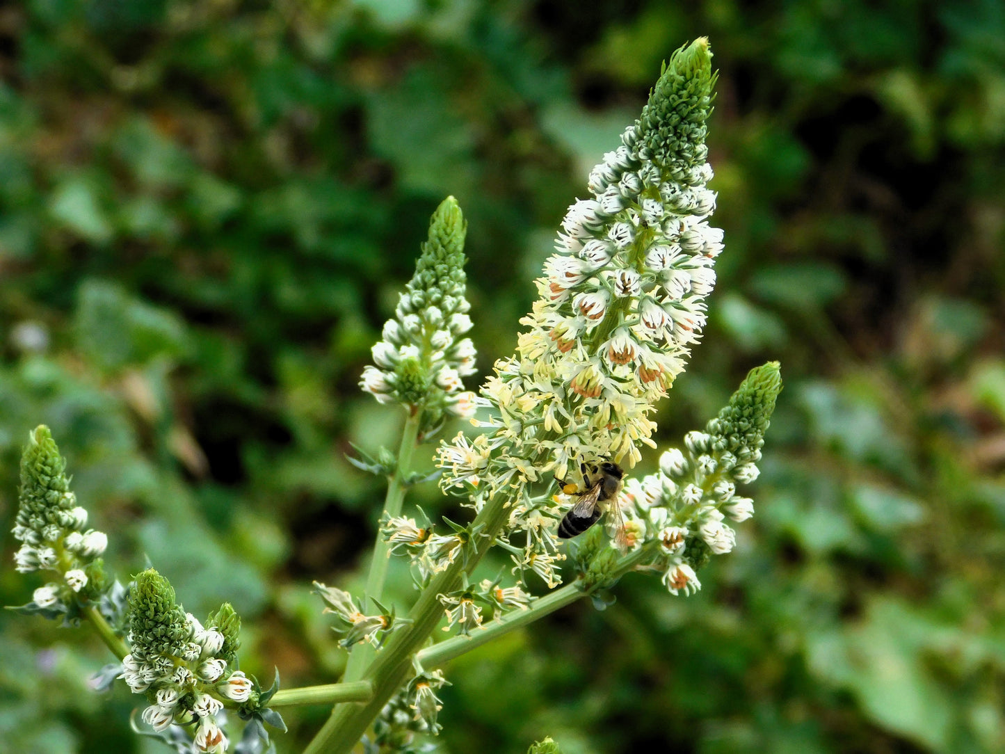 200 WHITE MIGNONETTE Reseda Alba Very FRAGRANT Flower Seeds