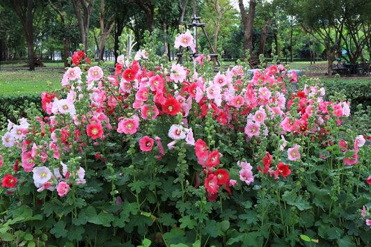 50 Mixed Colors HOLLYHOCK KING HENRY VIII Mix Alcea Rosea Flower Seeds