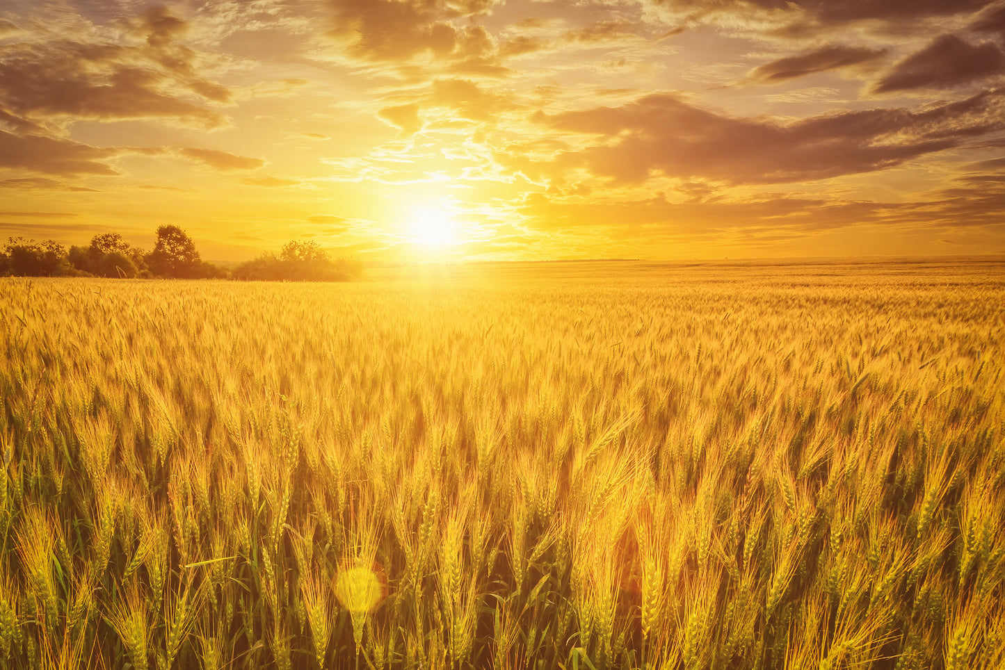 300 Wrens Abruzzi WINTER RYE Secale Cereale Grain Cover Crop Seeds