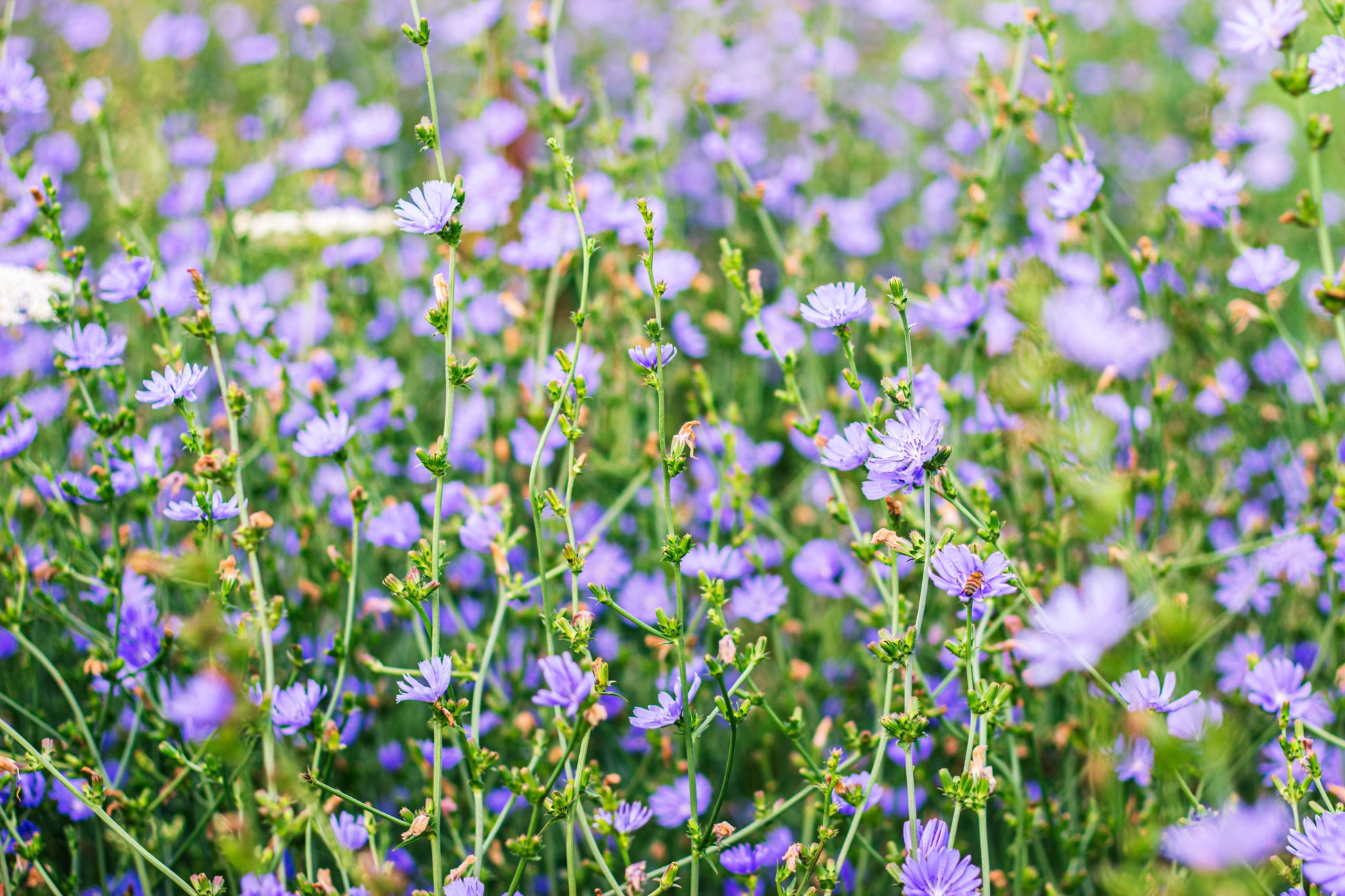chicory wildflower seeds 1000 CHICORY (Blue Daisy / Blue Sailors / Coffeeweed / Succory) Cichor – Seedville USA