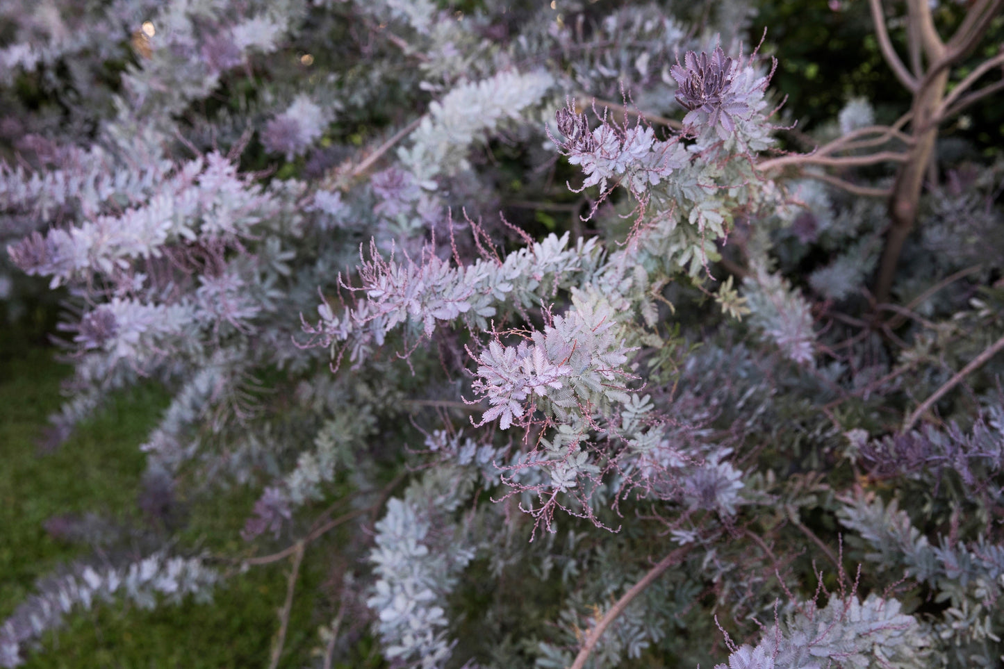 10 PURPLE ACACIA Baileyana Purpurea Fernleaf Mimosa Cootamundra Wattle Tree Yellow Flower Seeds