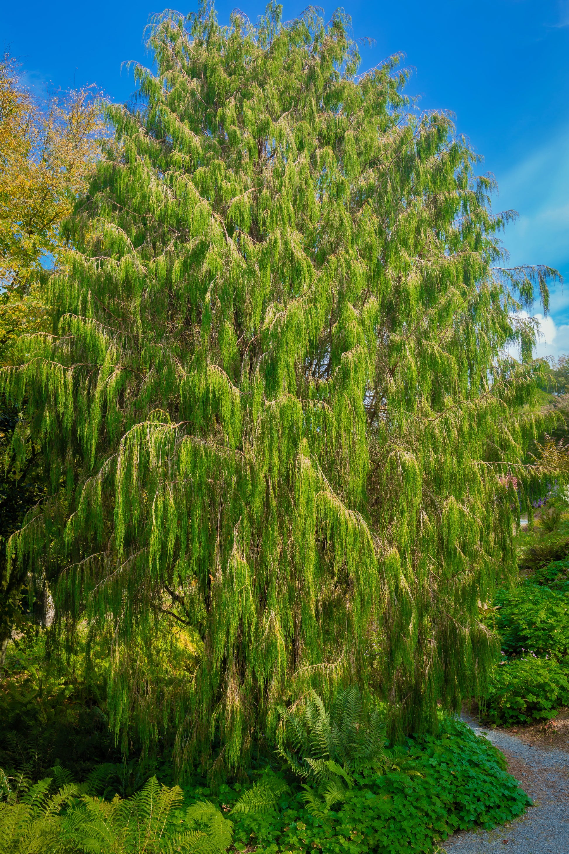 pine tree garden seeds 30 Mexican WEEPING PINE TREE Evergreen Pinus Patula Seeds – Seedville USA