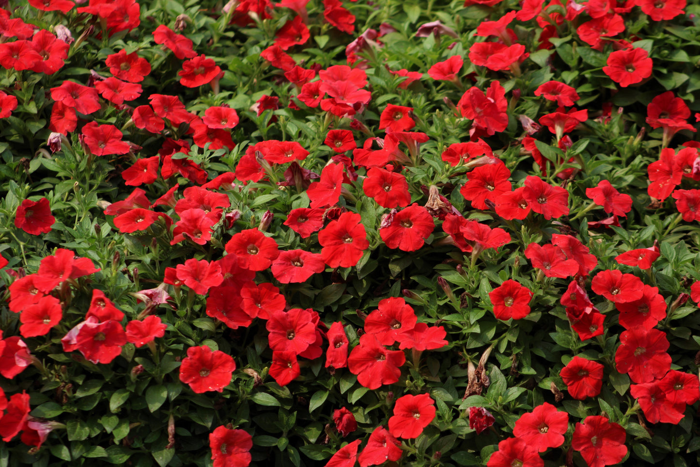 500 Fire Chief RED PETUNIA Nana Compacta Sun Annual AAS Winner Fragrant Hummingbird Flower Seeds