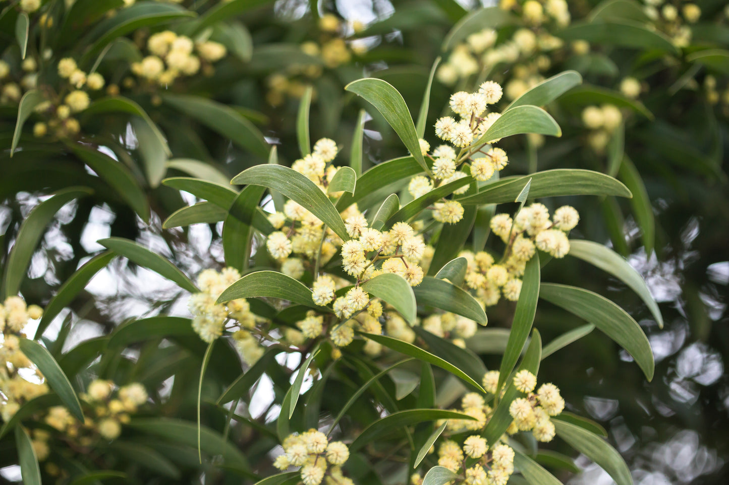 20 AUSTRALIAN BLACKWOOD TREE Black Acacia Melanoxylon Wattle Yellow Flower Seeds