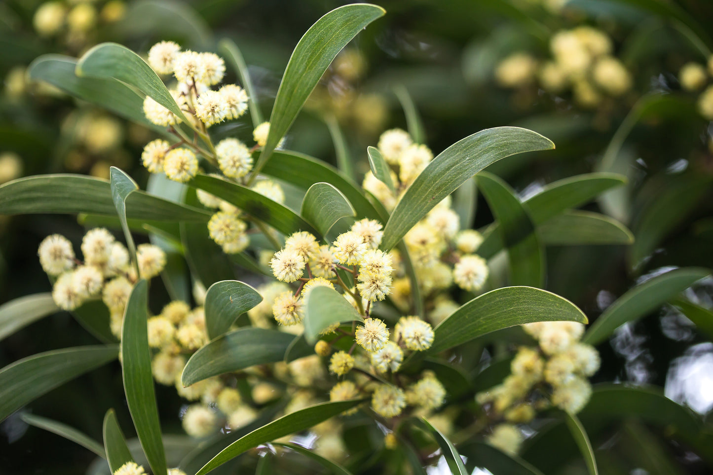 20 AUSTRALIAN BLACKWOOD TREE Black Acacia Melanoxylon Wattle Yellow Flower Seeds