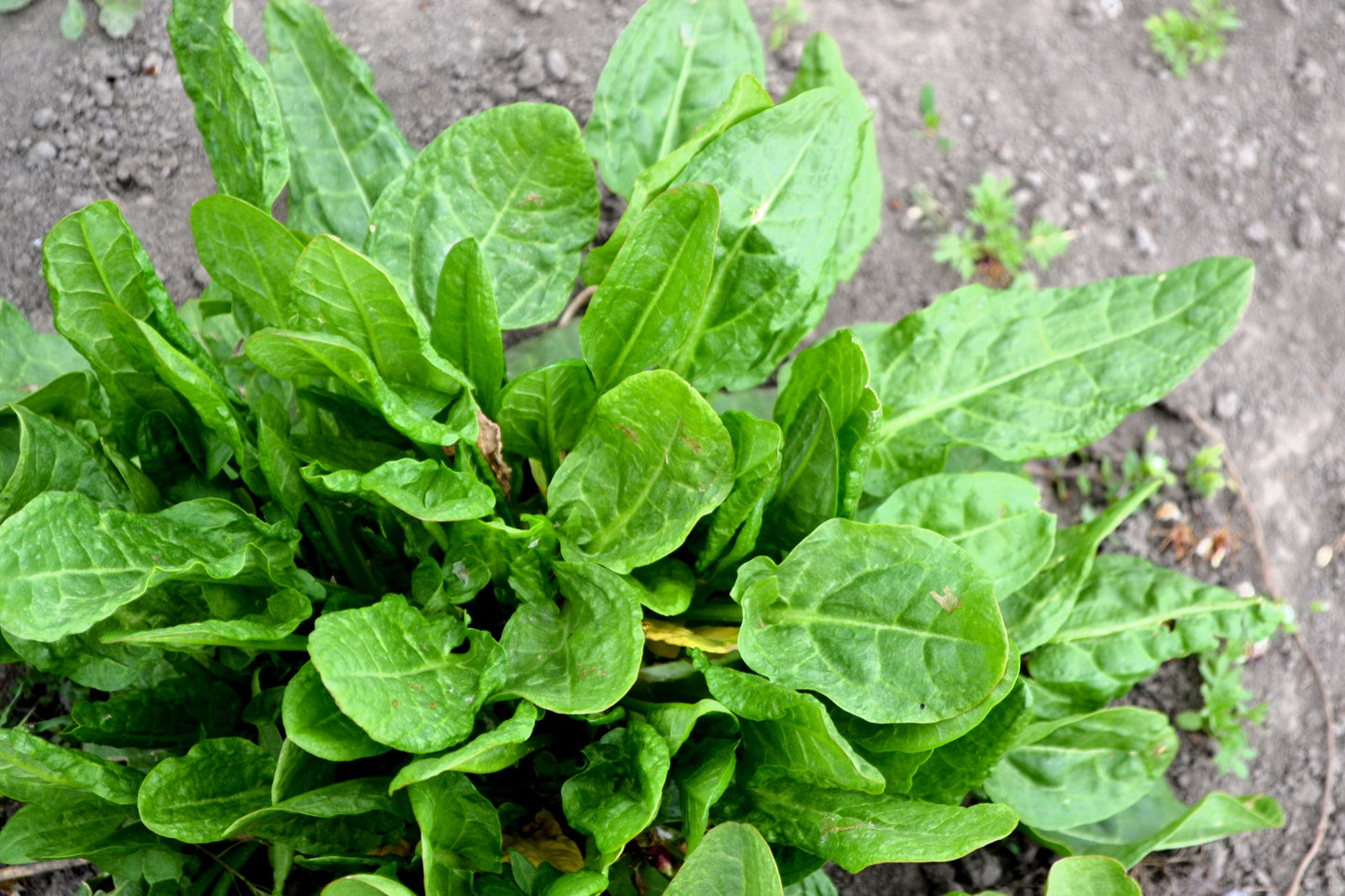 100 CURLY DOCK Yellow Dock Rumex Crispus Herb Yellow Flower Red Pod Seeds