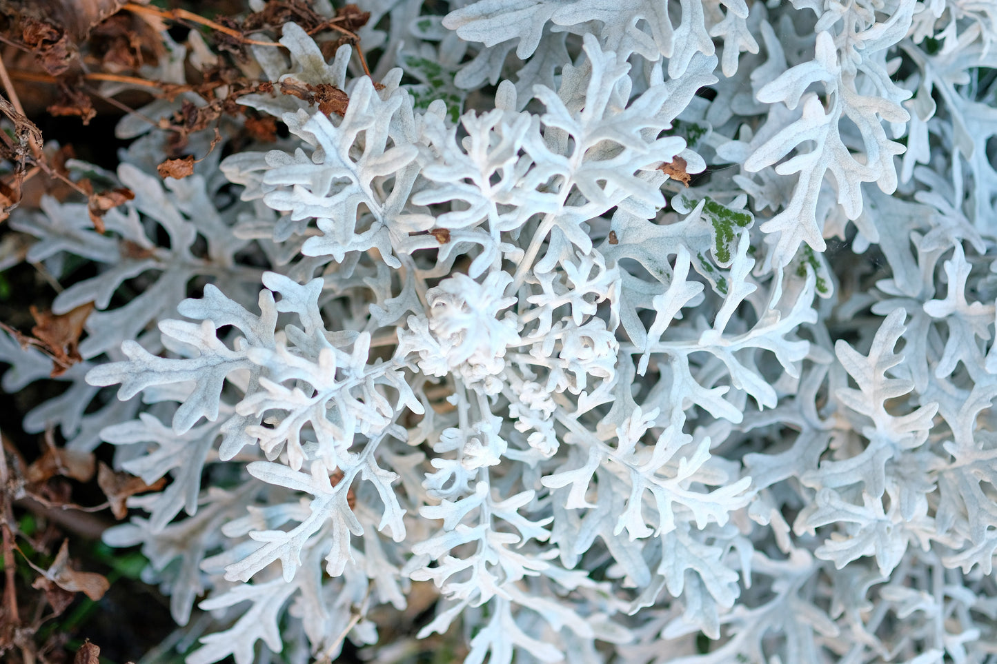 300 SILVERDUST DUSTY MILLER Cineraria maritima Flower Seeds