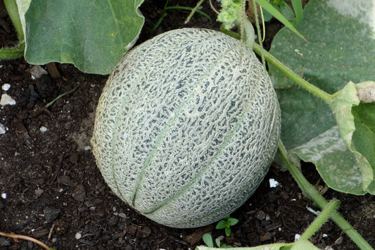 200 HALE'S Best JUMBO CANTALOUPE Orange Muskmelon Cucumis Melo Melon Fruit Seeds