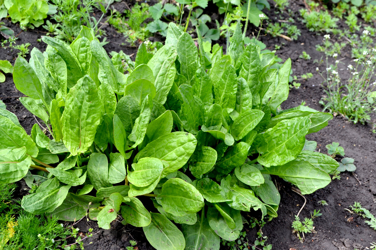 100 CURLY DOCK Yellow Dock Rumex Crispus Herb Yellow Flower Red Pod Seeds