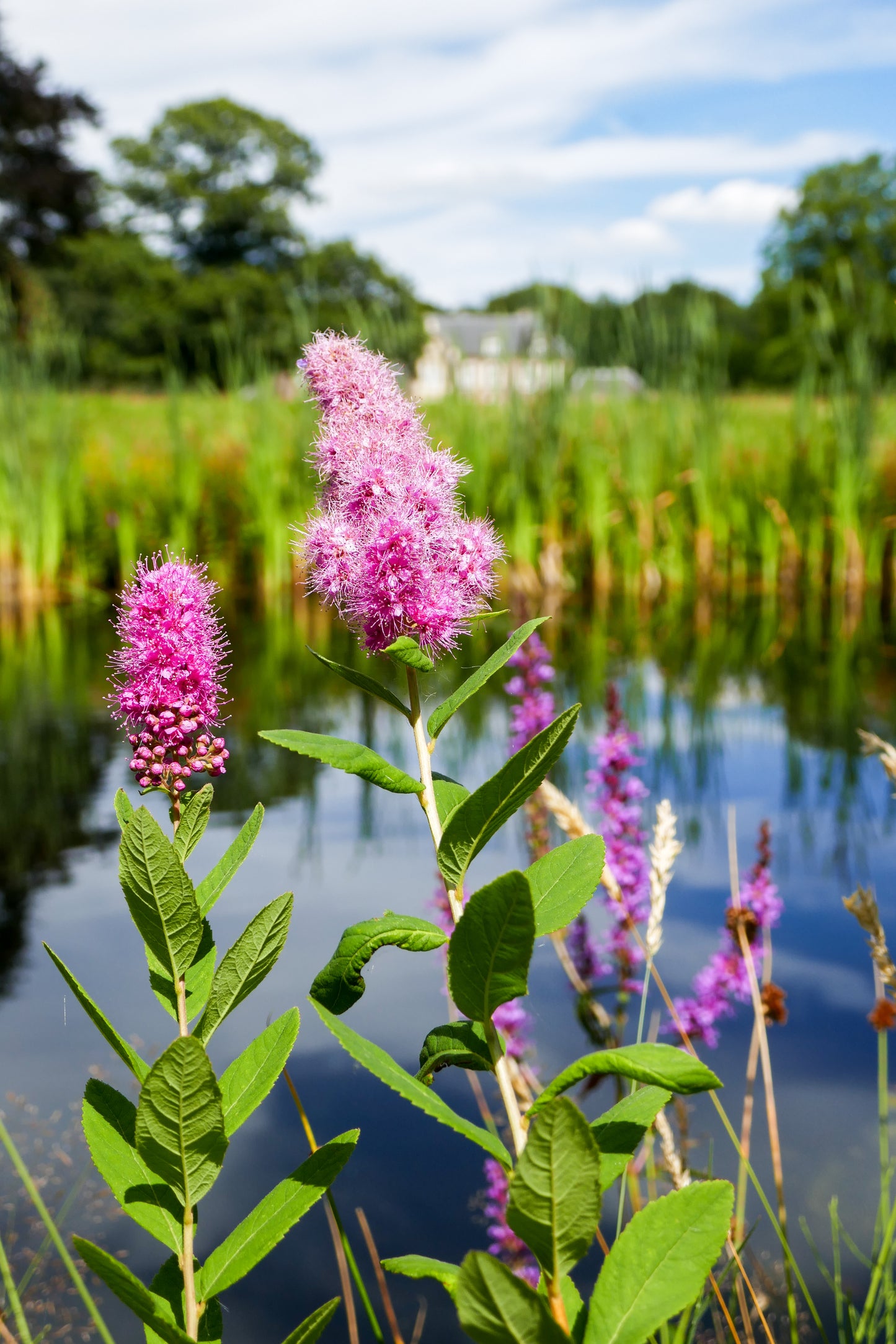 50 Pink STEEPLEBUSH Hardhack Meadow Sweet Spirea Spiraea Tomentosa Shrub Flower Seeds